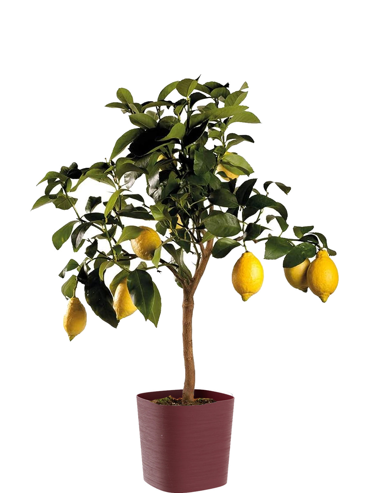 Pianta di Limone extra