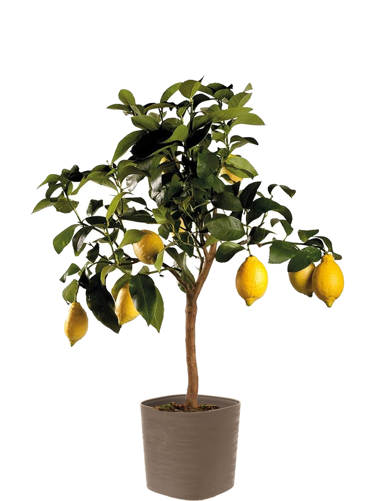 Pianta di Limone extra