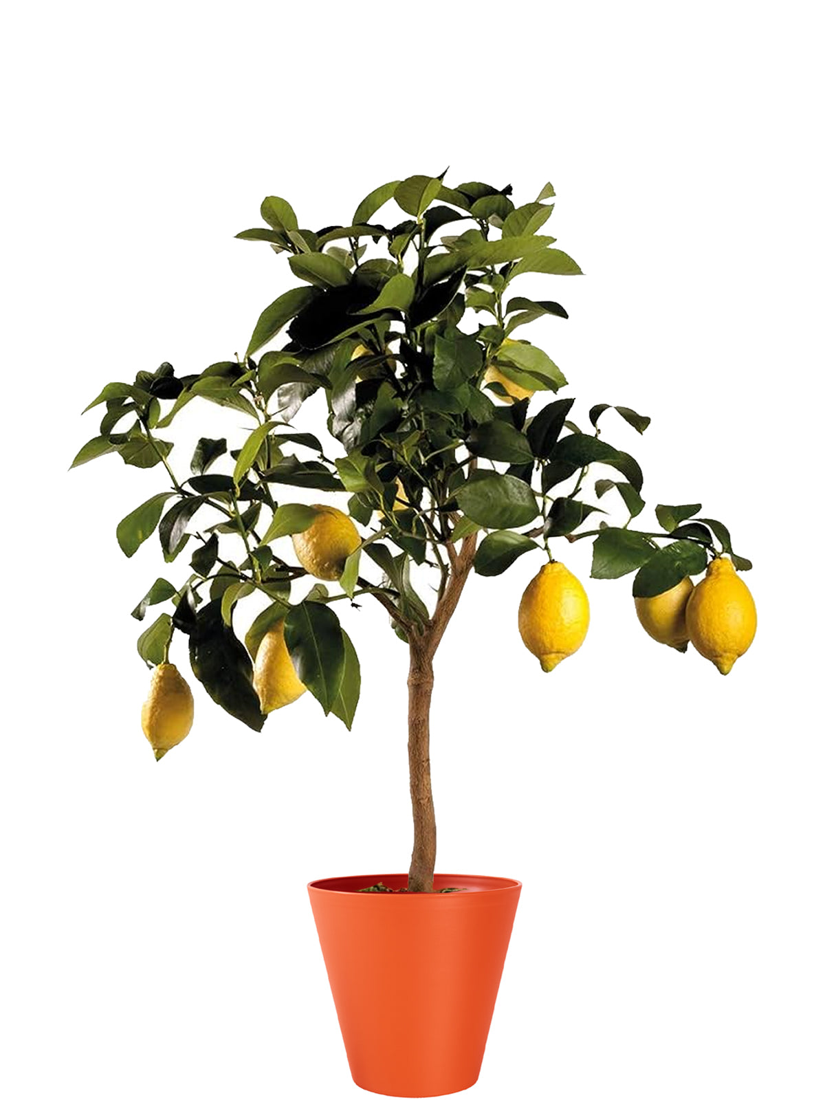 Pianta di Limone extra