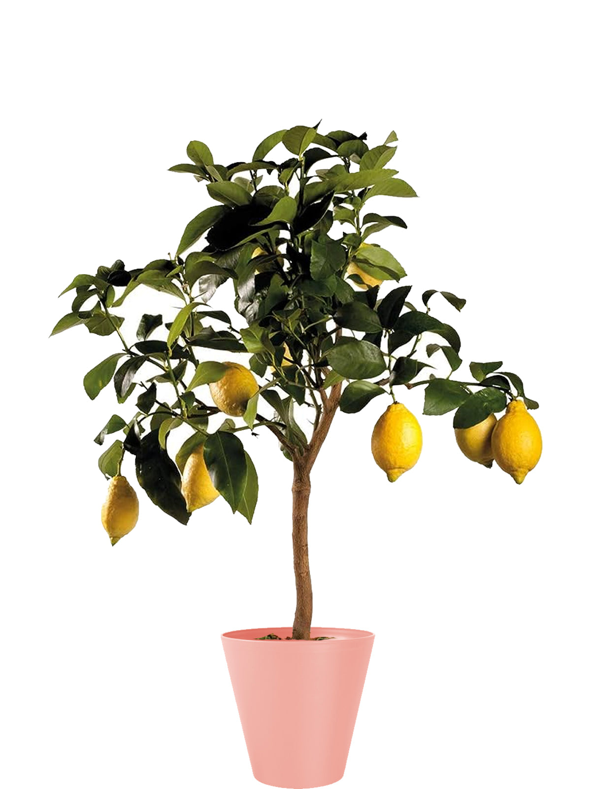 Pianta di Limone extra