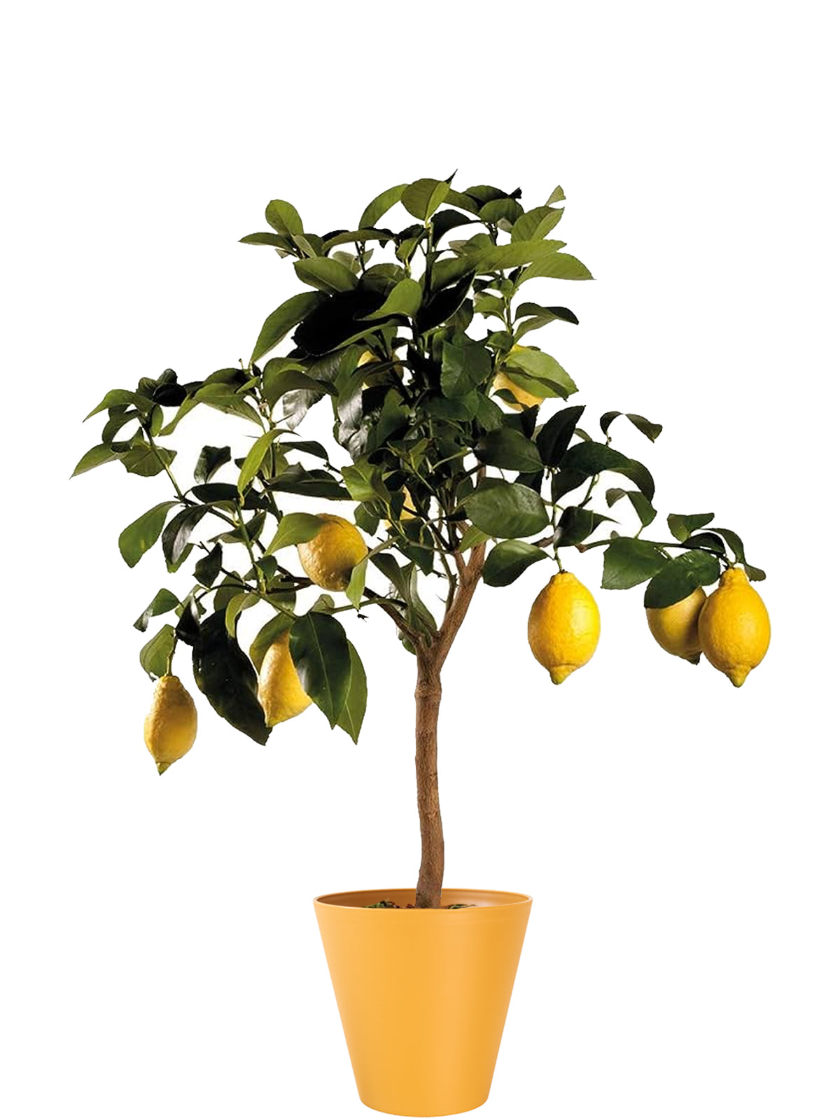 Pianta di Limone extra