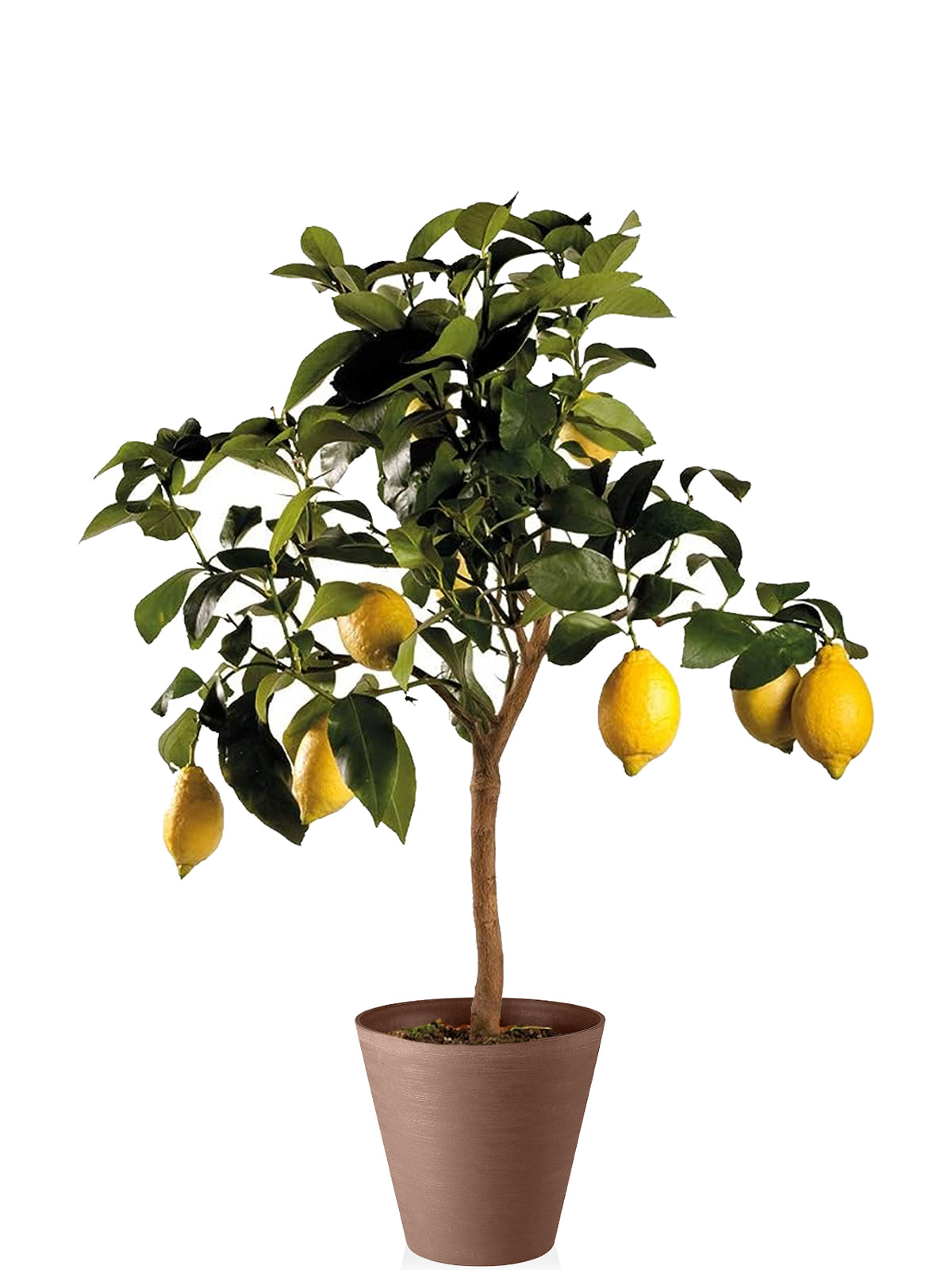 Pianta di Limone extra