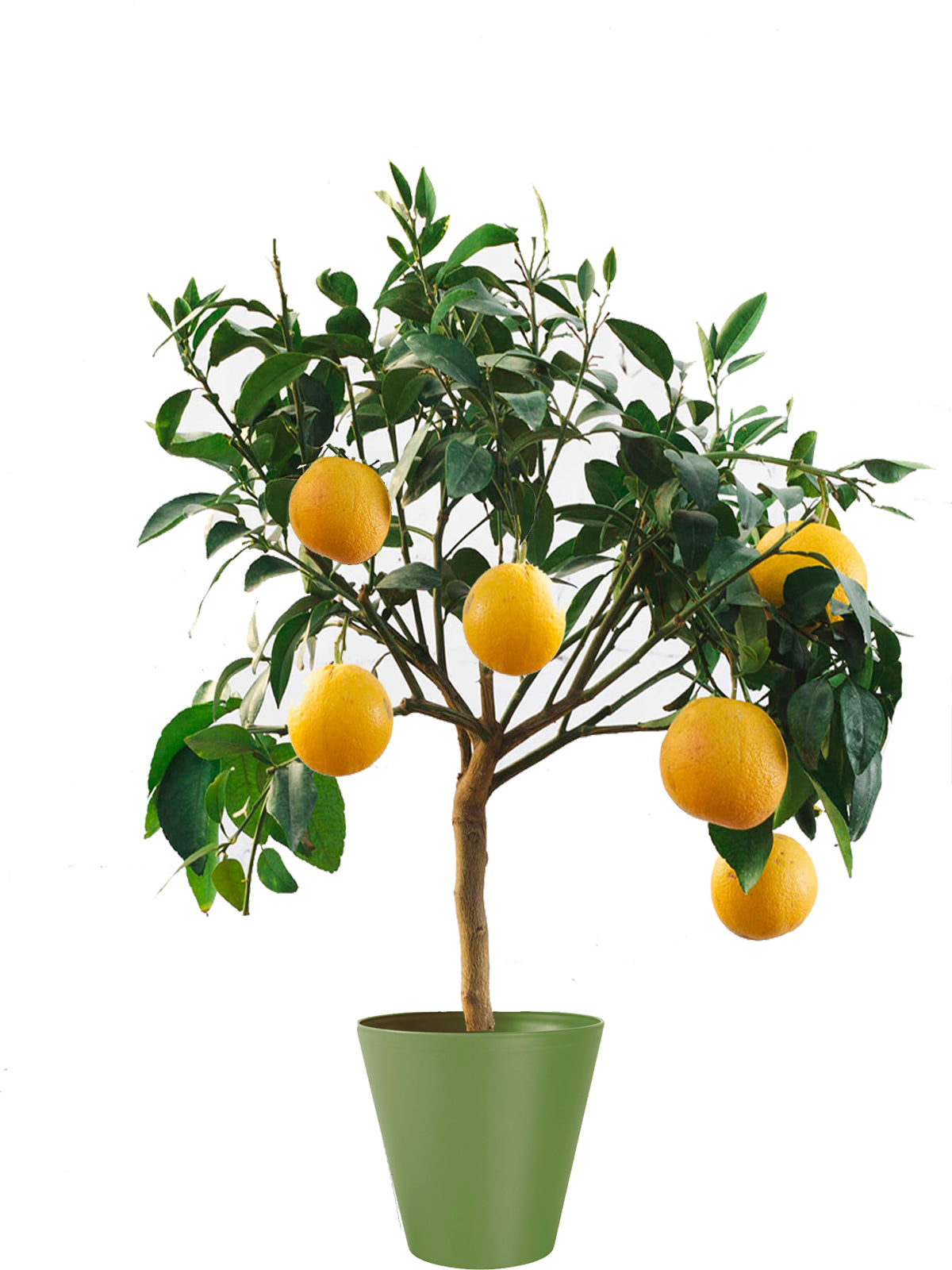 Pianta di Limone extra