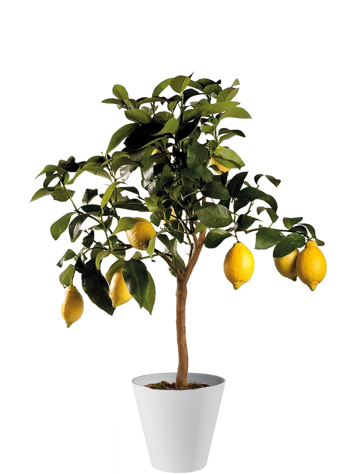 Pianta di Limone extra