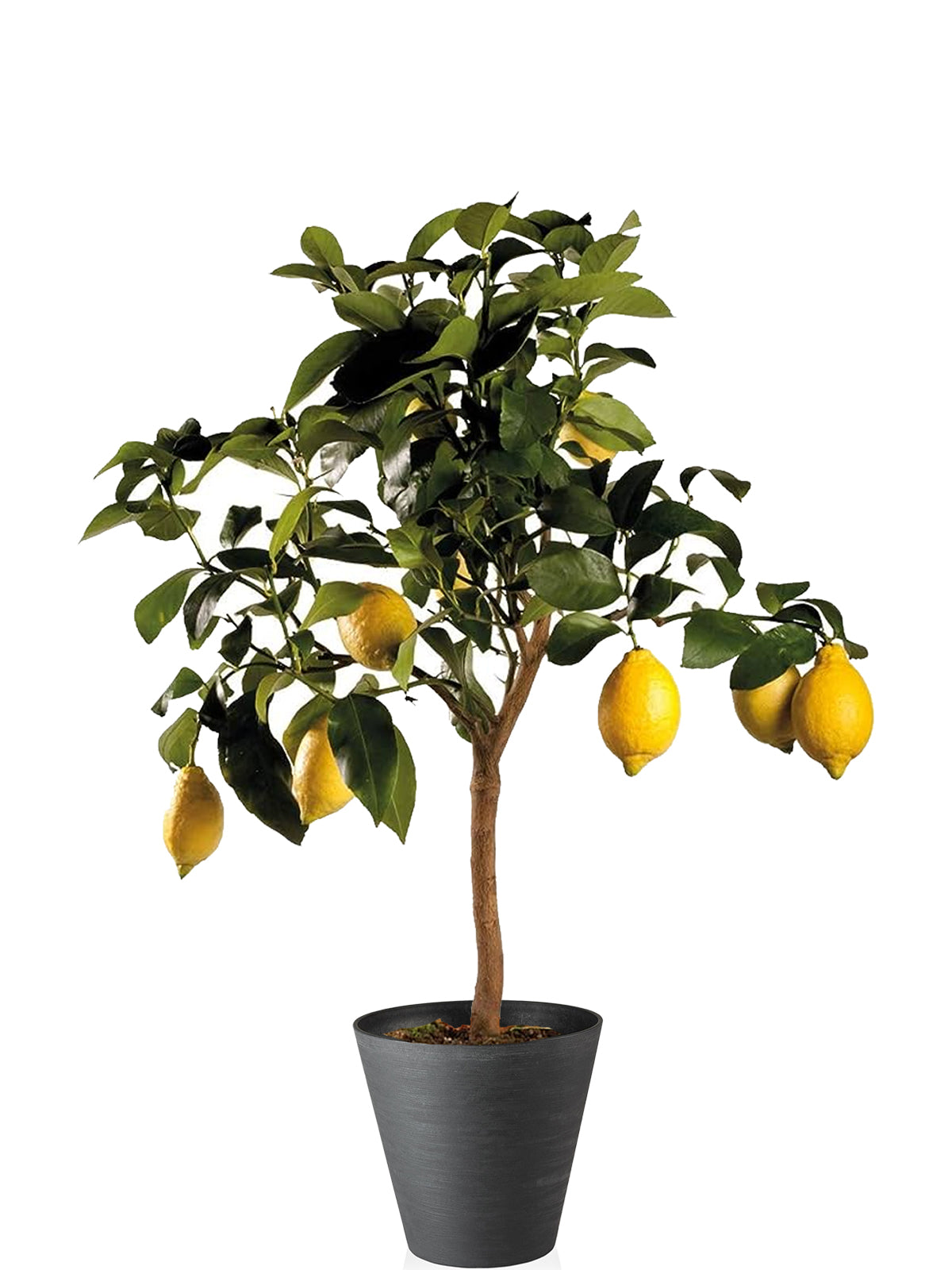 Pianta di Limone extra