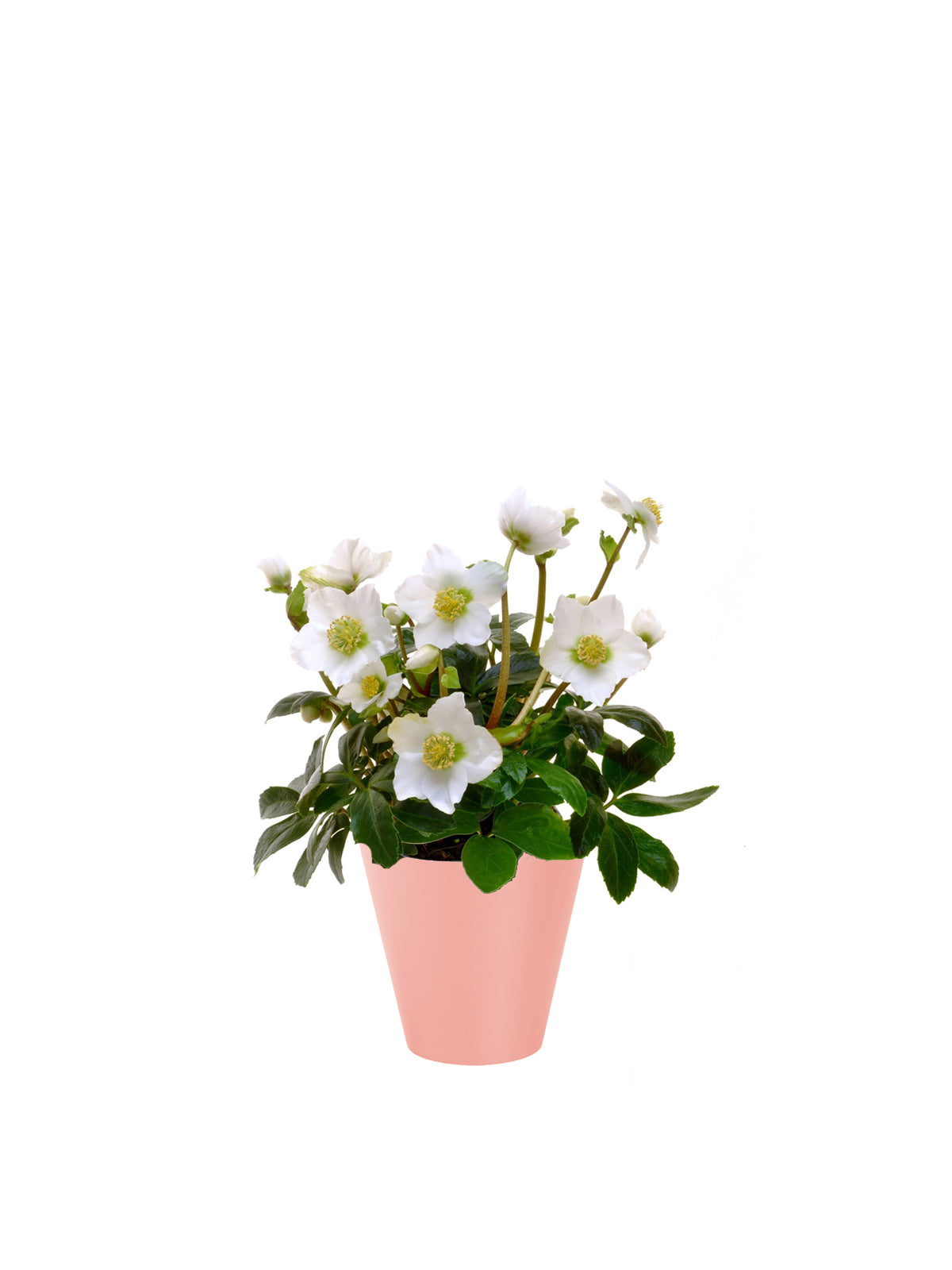 Rosa di Natale
