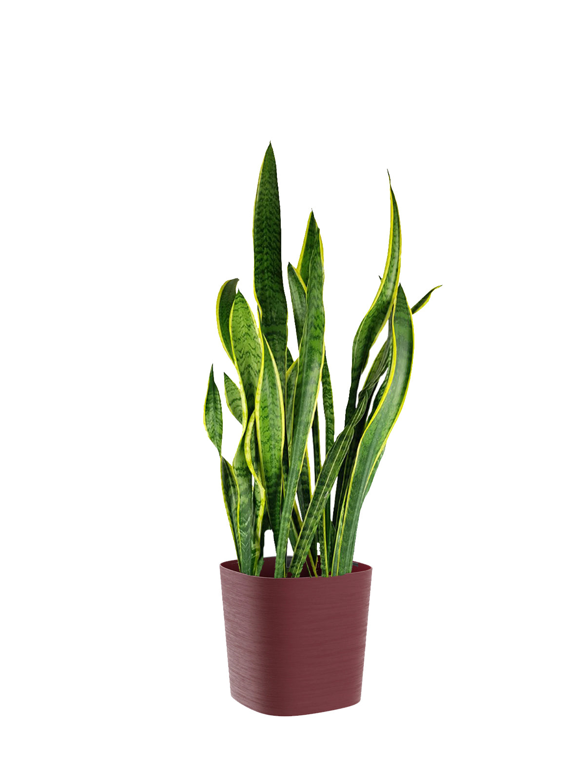 Sansevieria grande