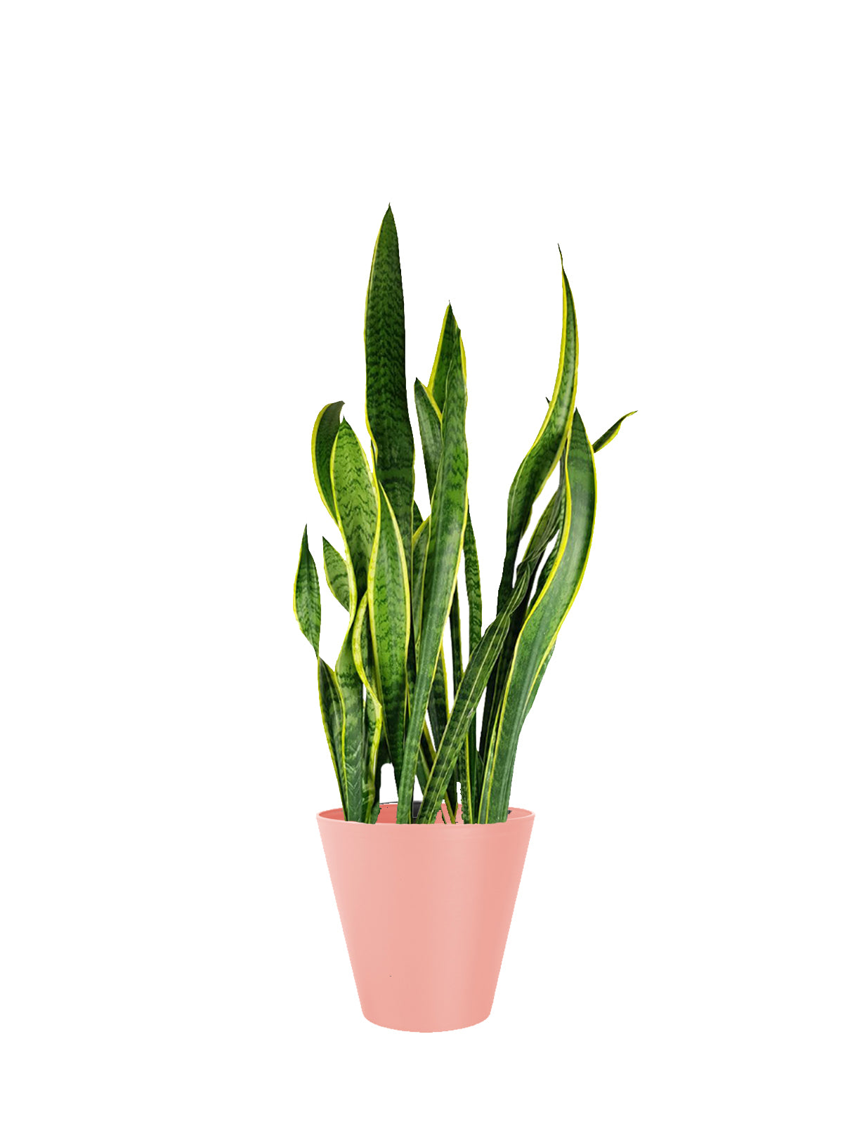 Sansevieria grande