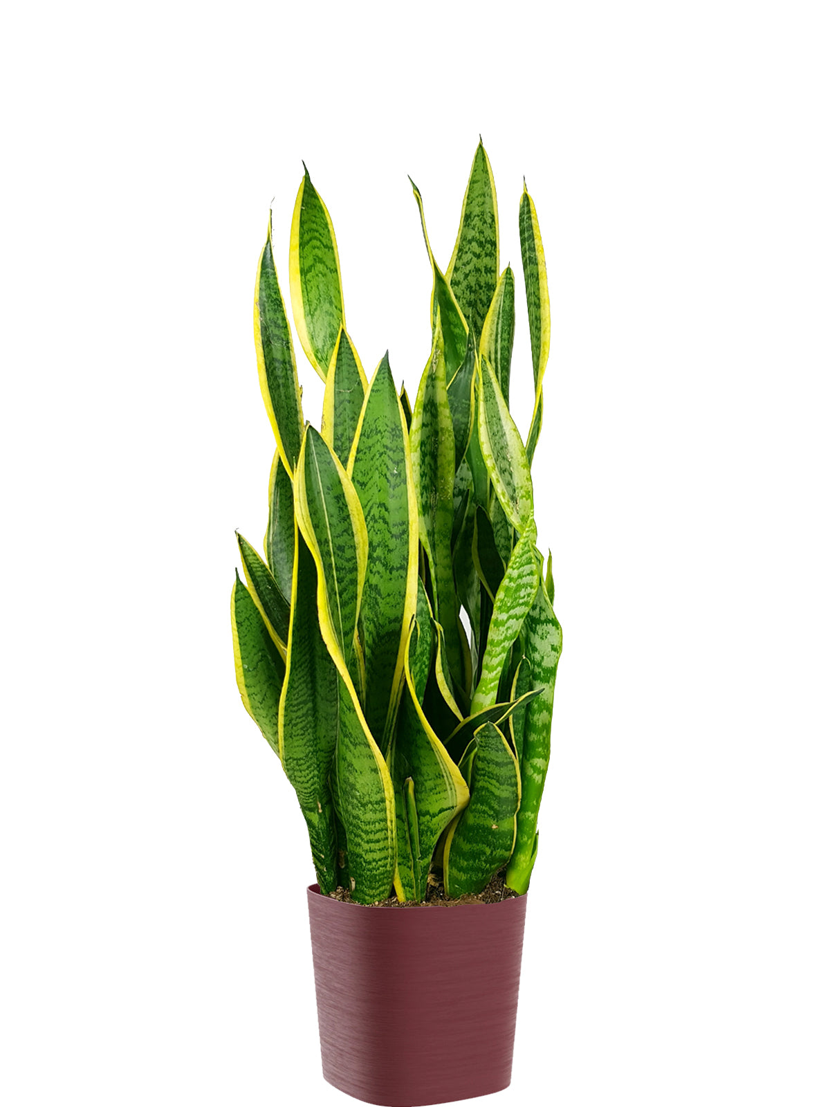 Sansevieria extra