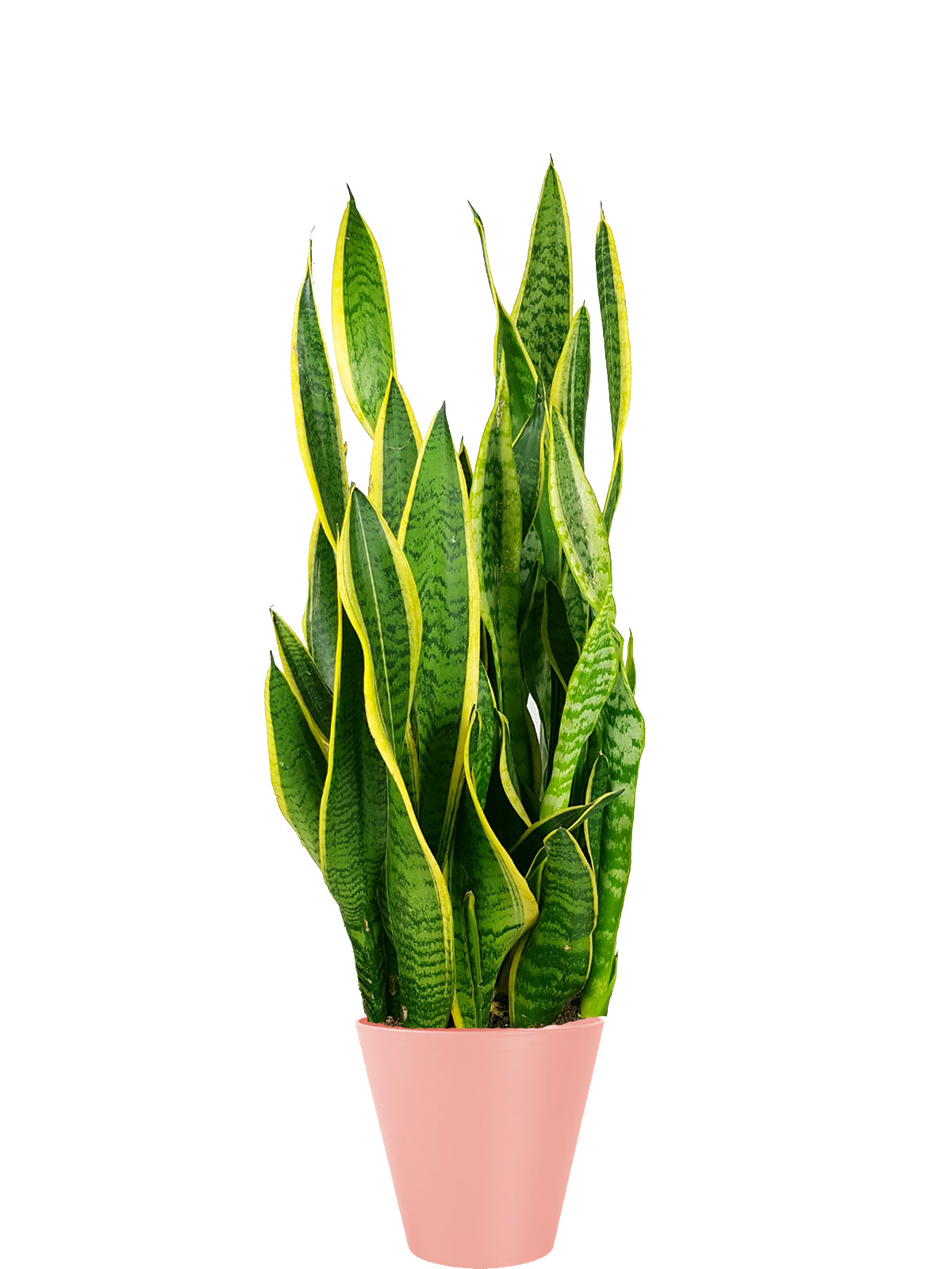 Sansevieria extra