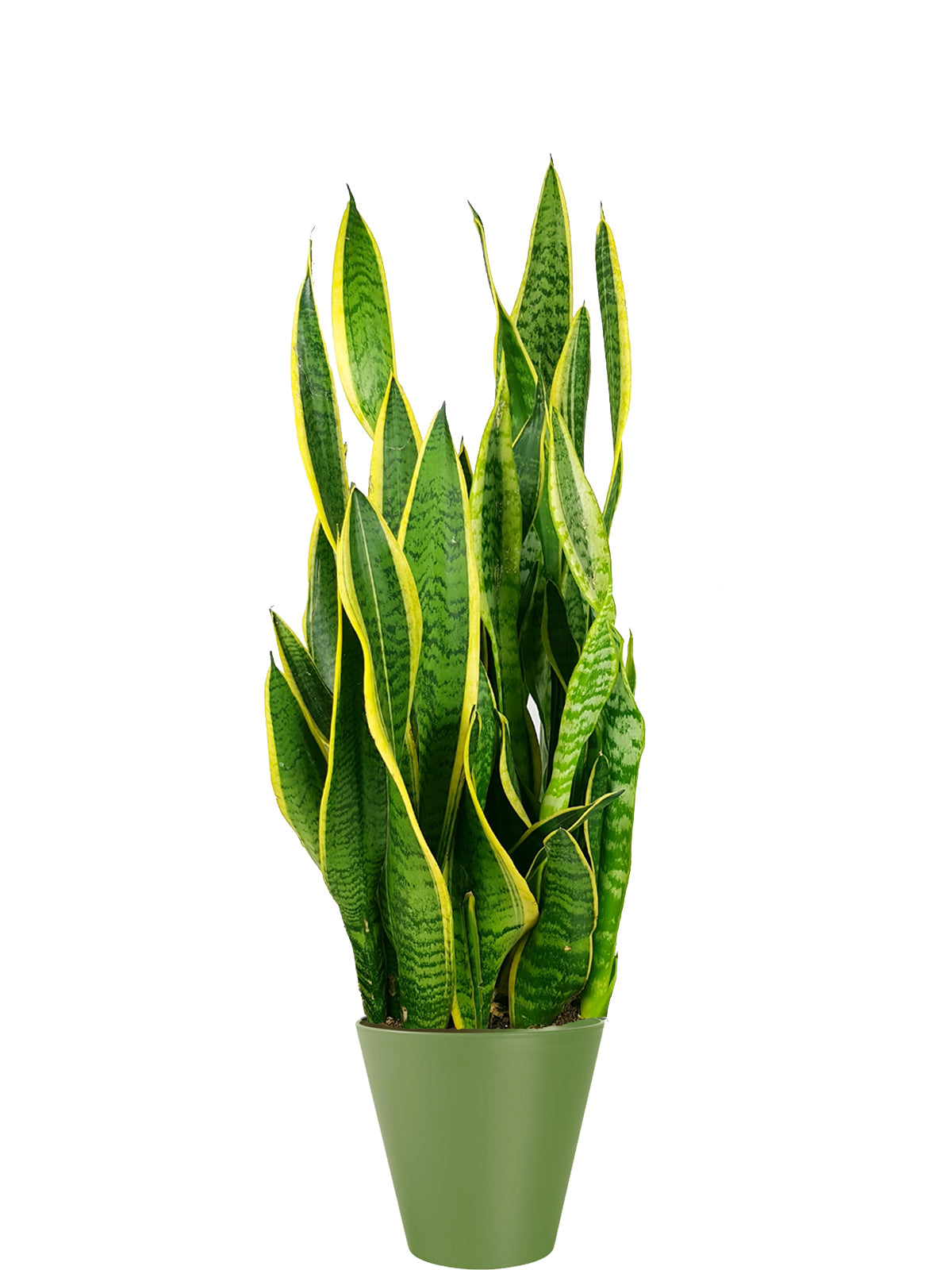 Sansevieria extra