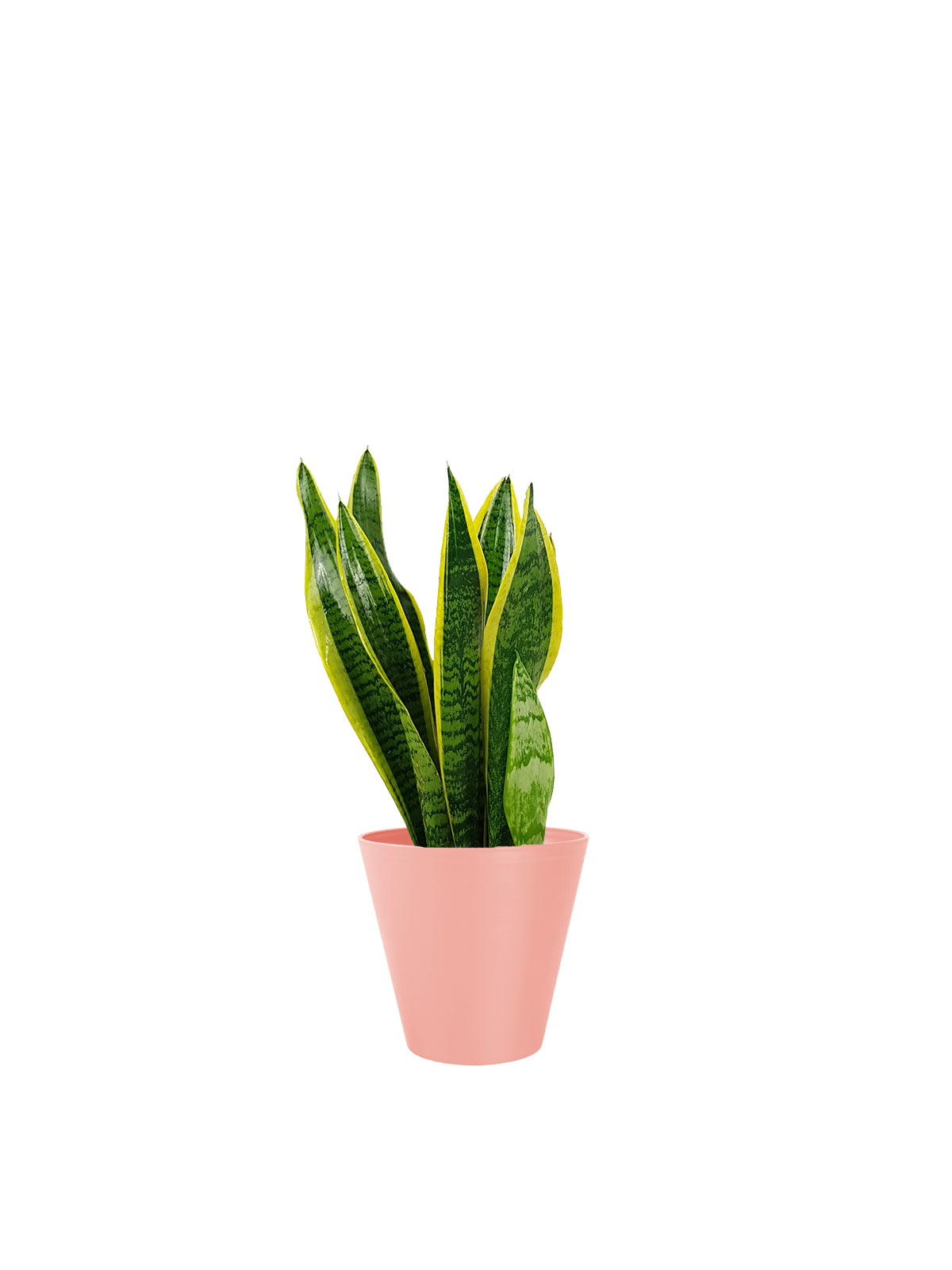 Sansevieria