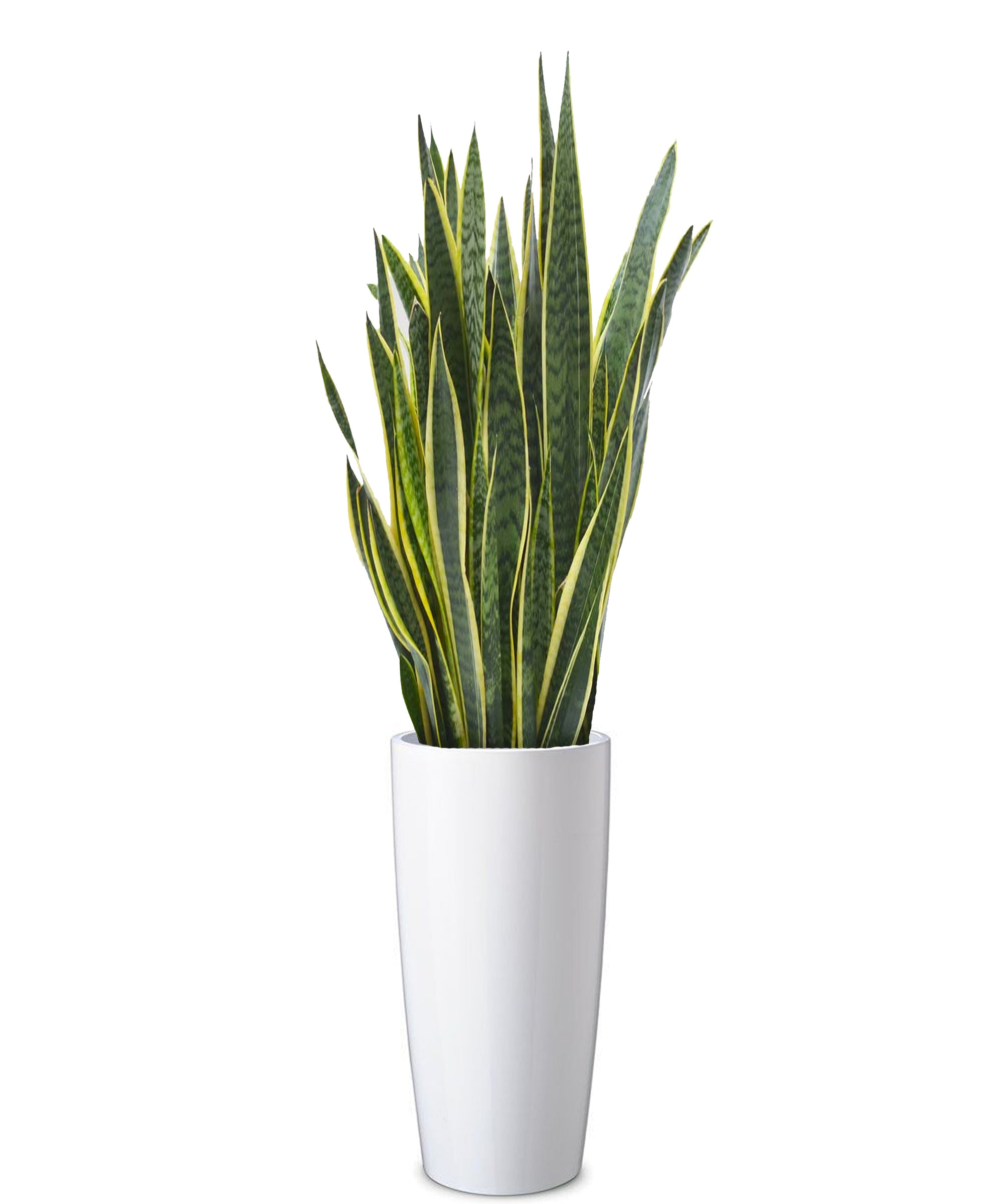 Sansevieria extra vip