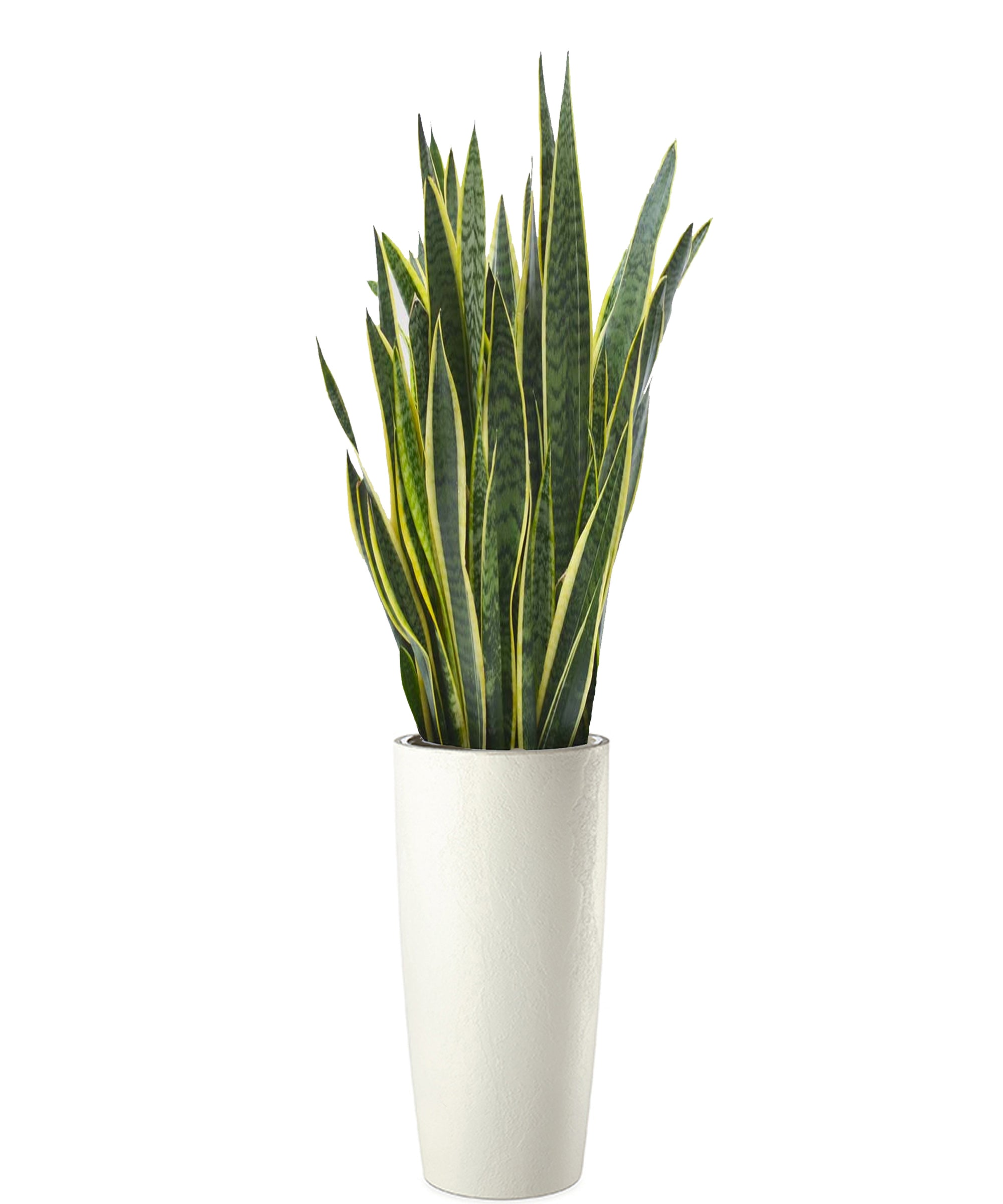 Sansevieria extra vip
