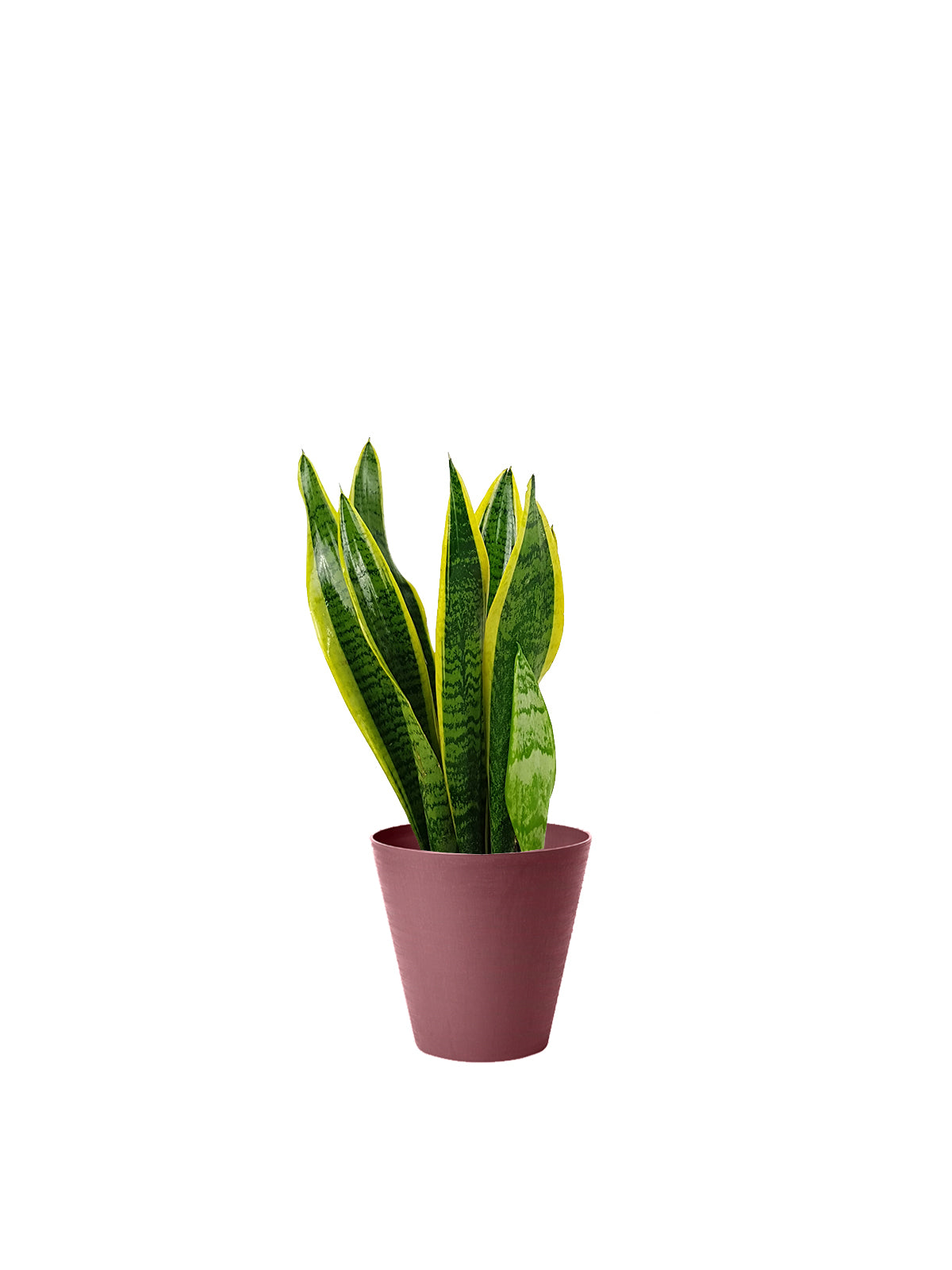 Sansevieria