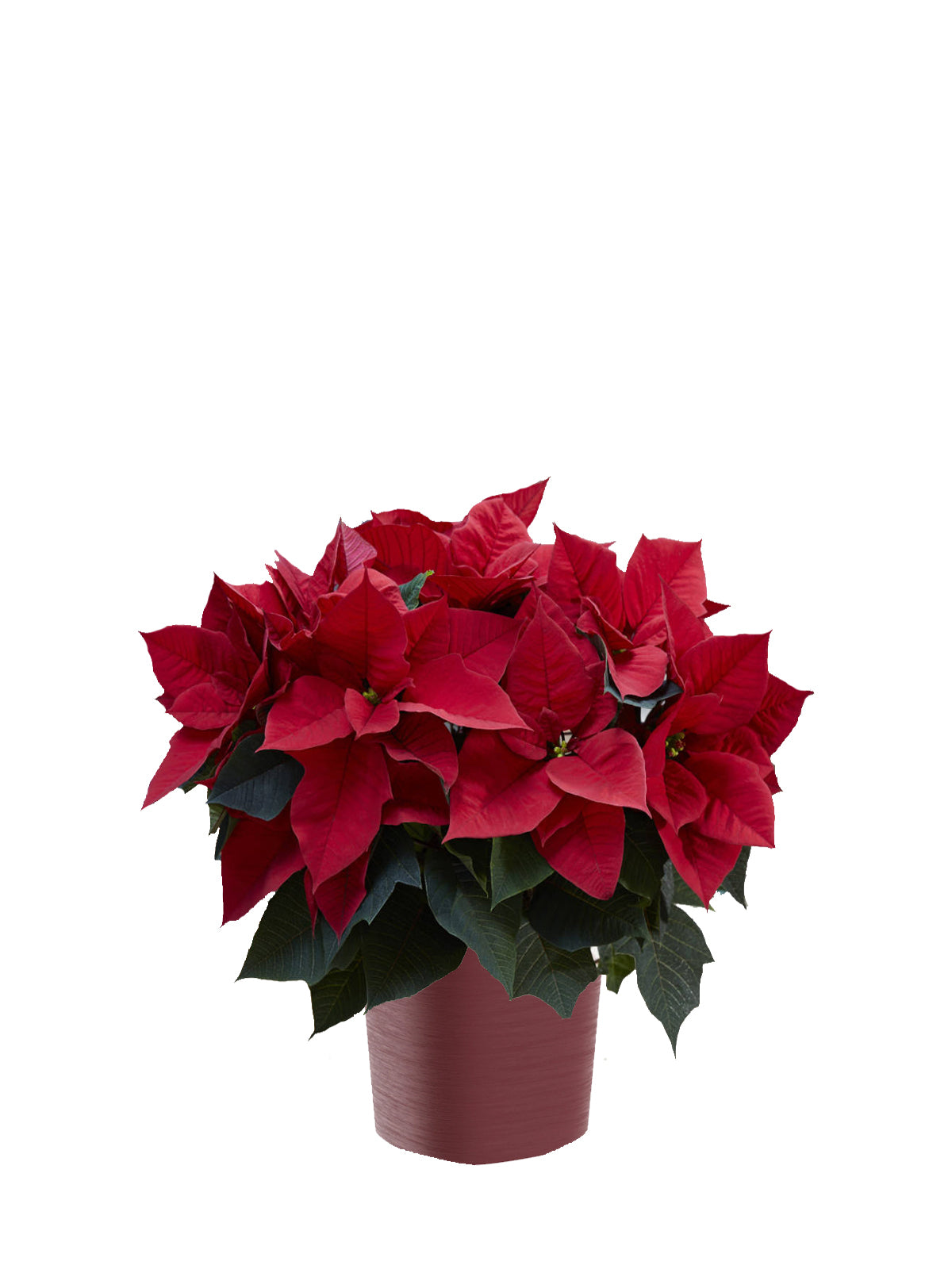 Stella di Natale grande