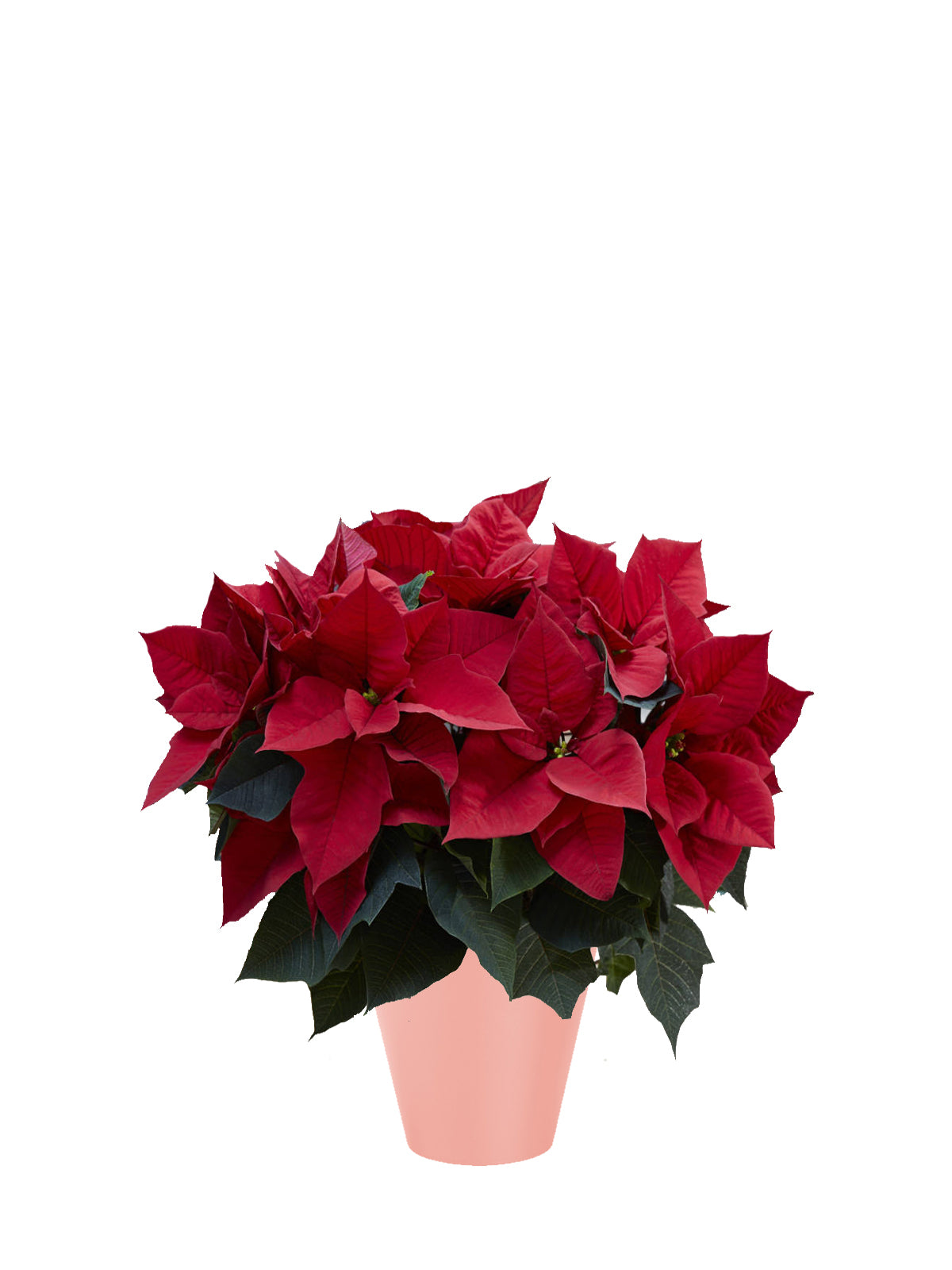 Stella di Natale grande