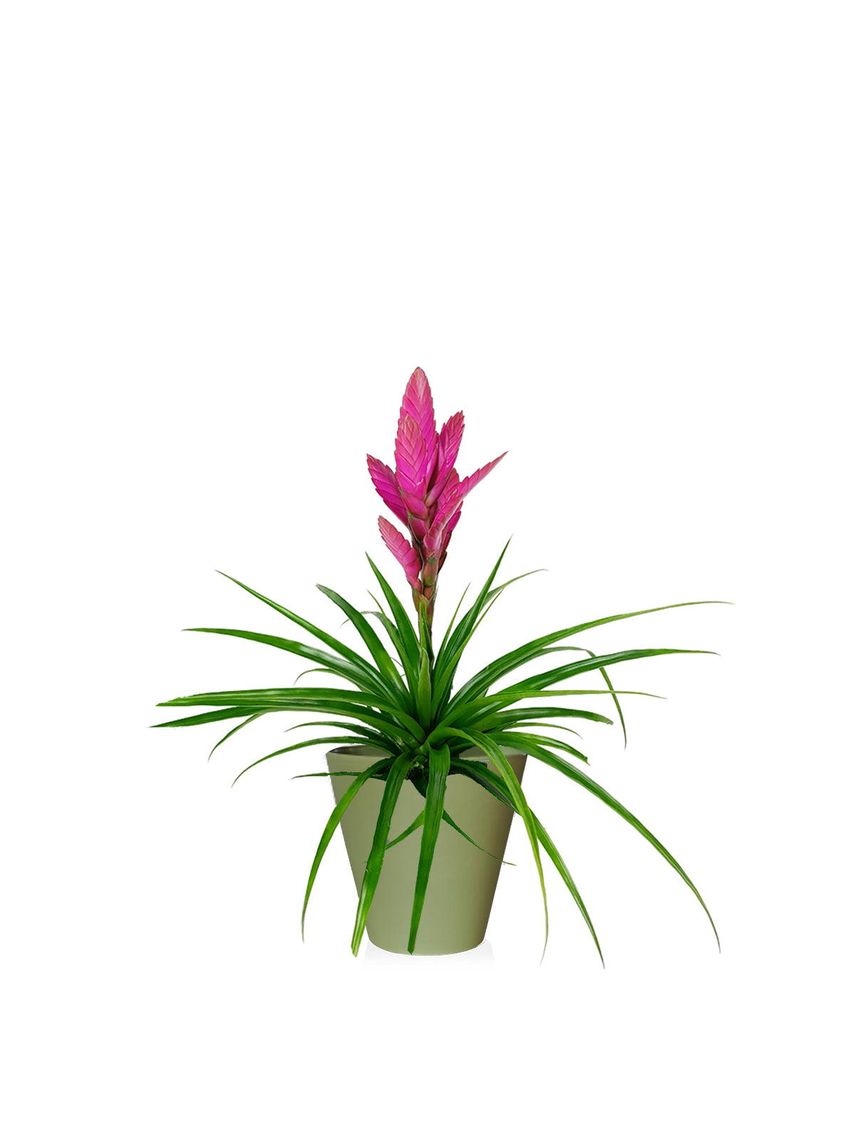 Tillanzia