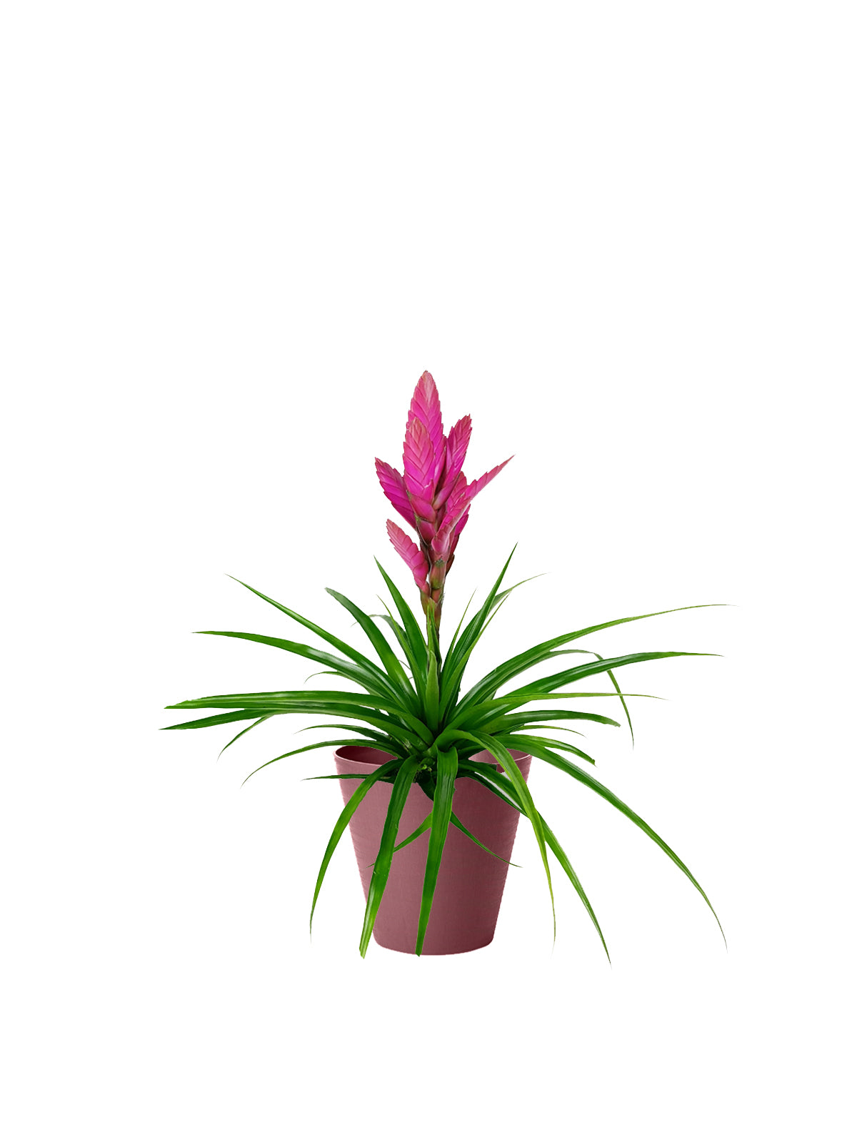 Tillanzia