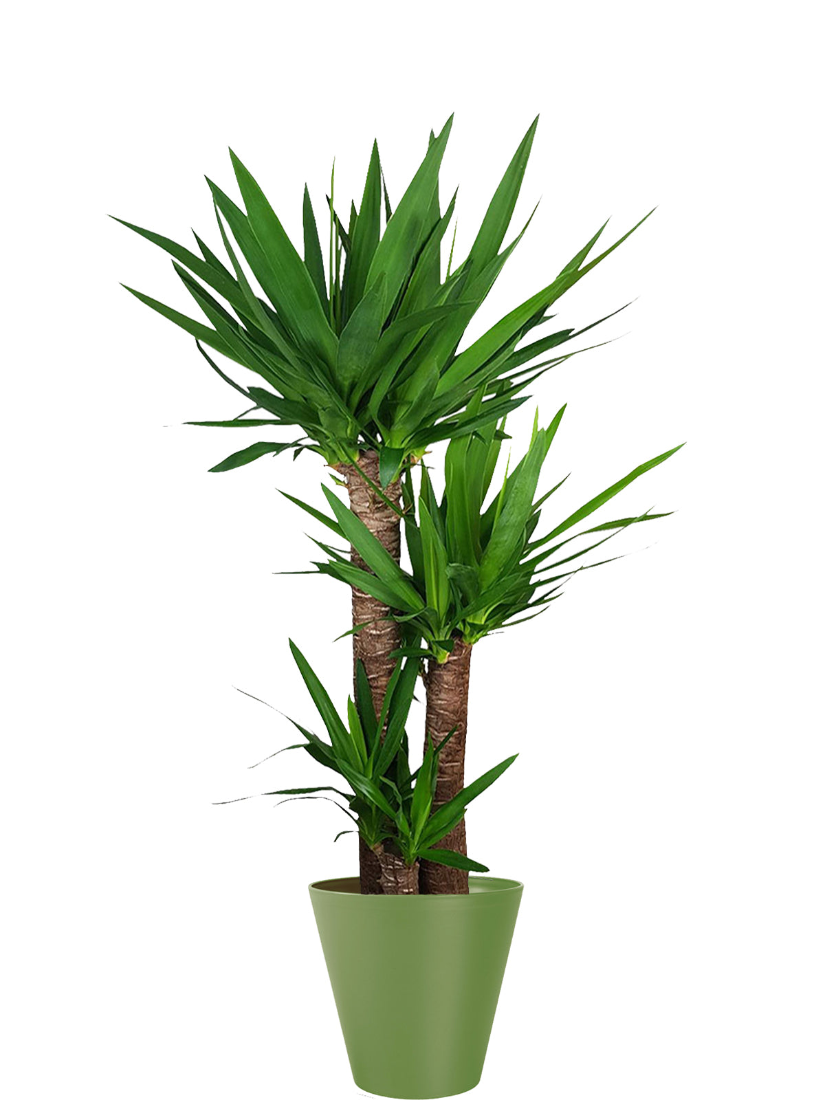 Yucca extra