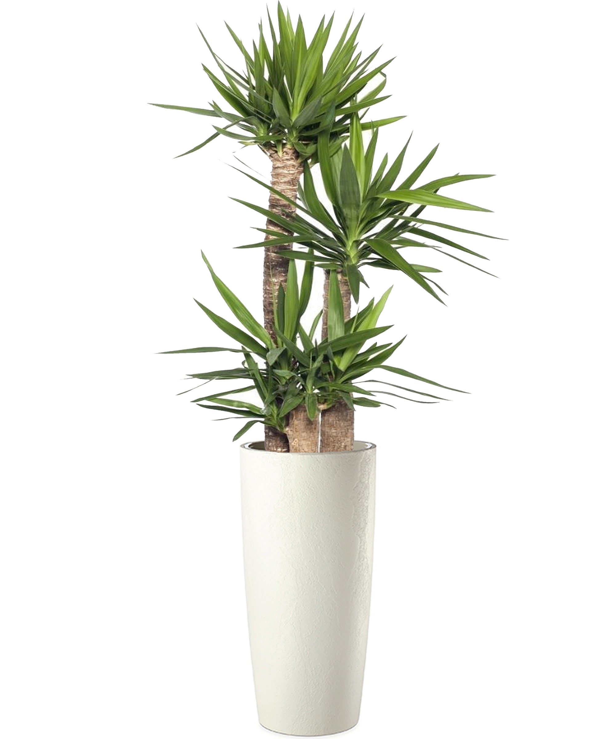 Yucca mega vip