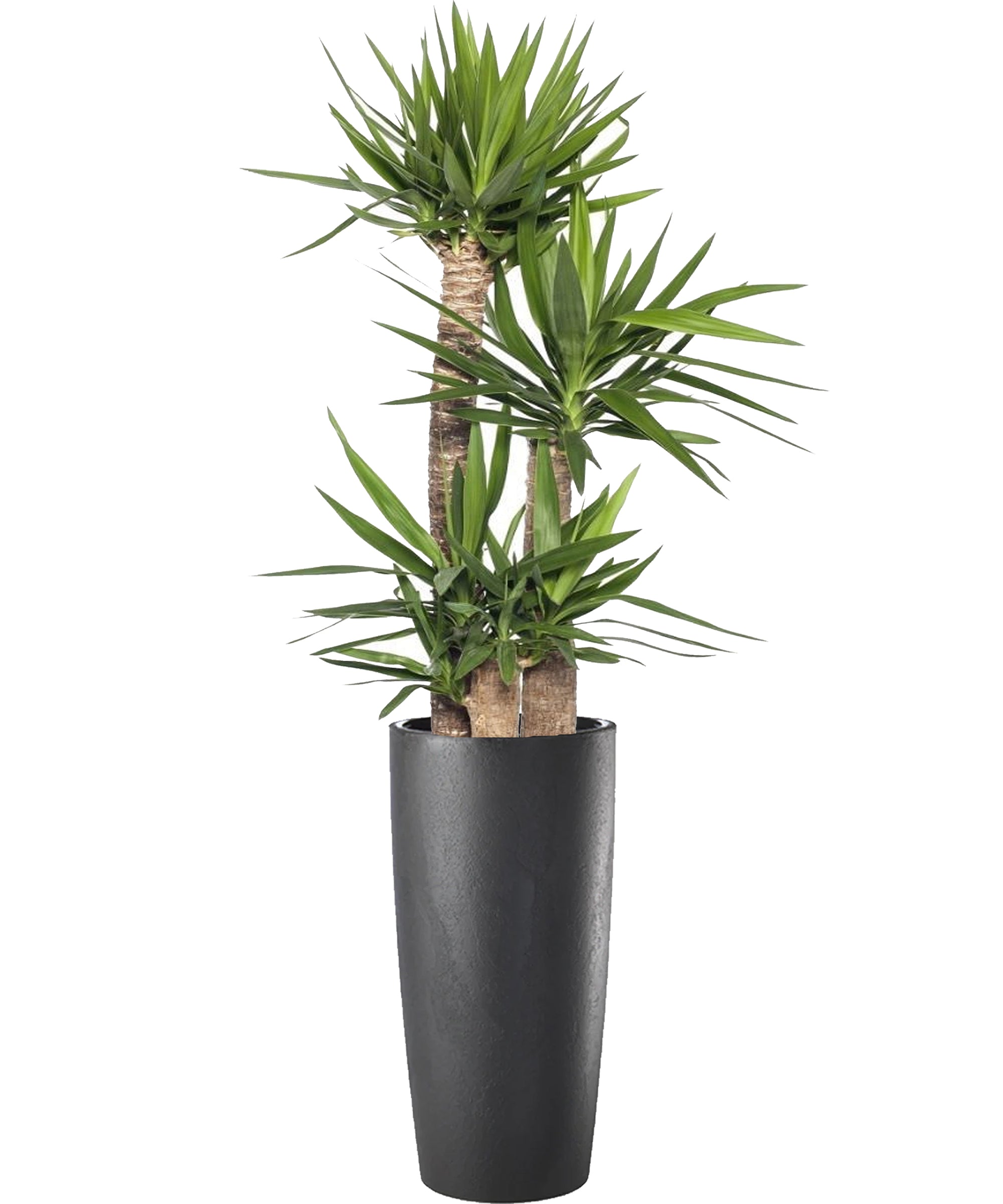 Yucca mega vip