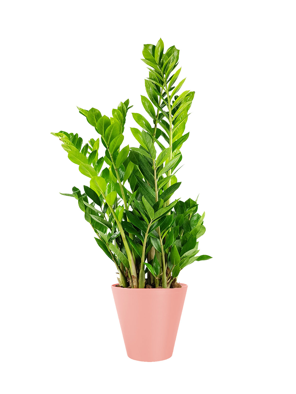 Zamia grande