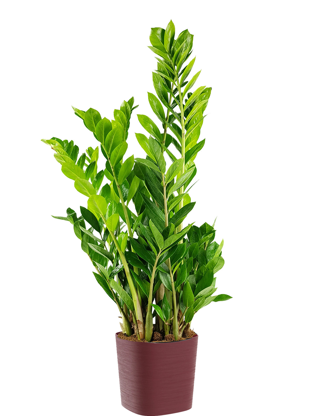 Zamia extra