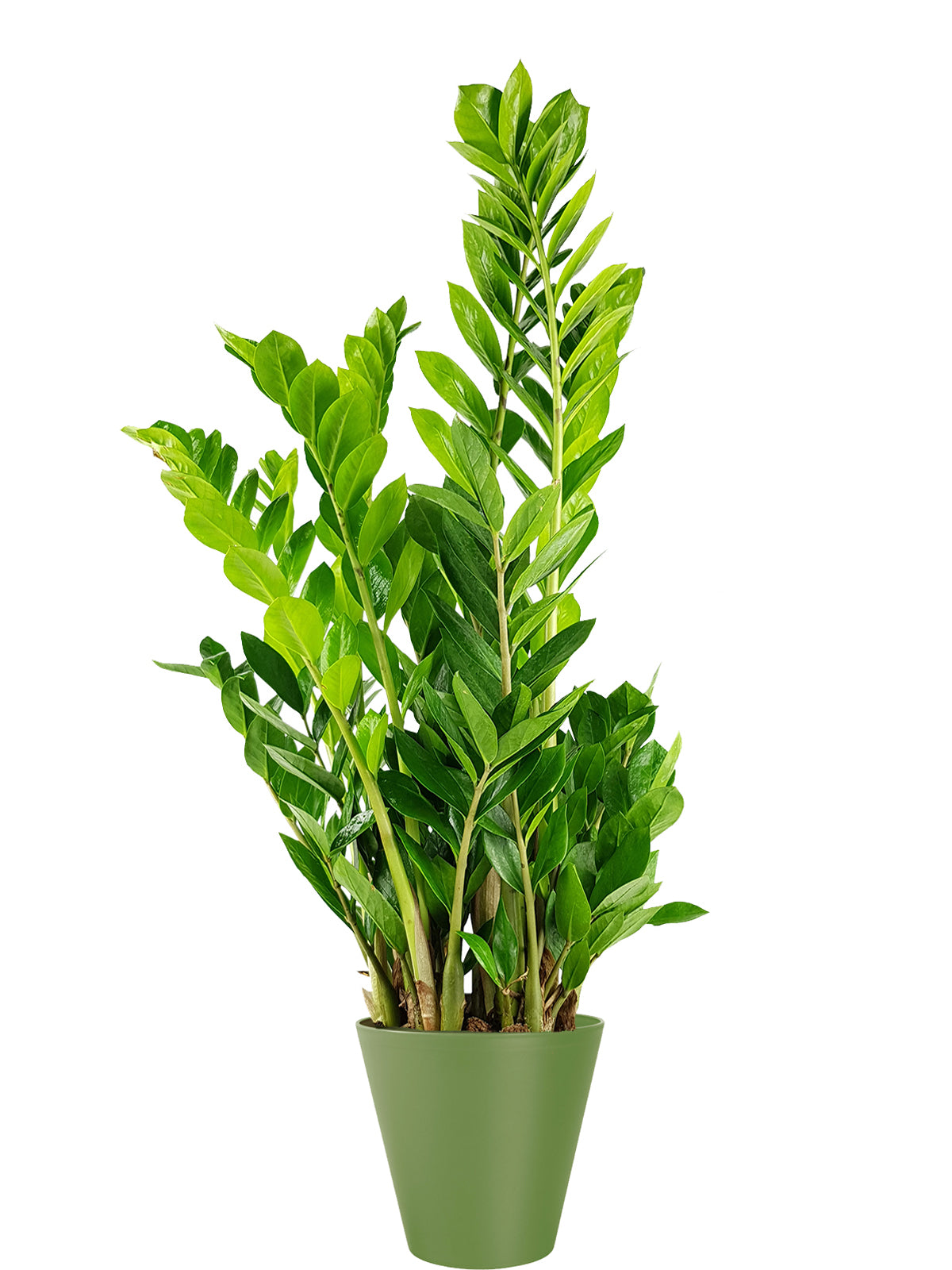 Zamia extra