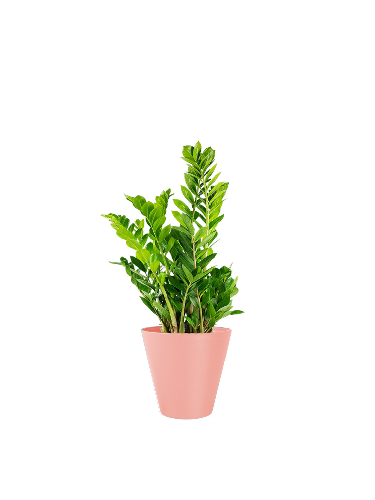 Zamia