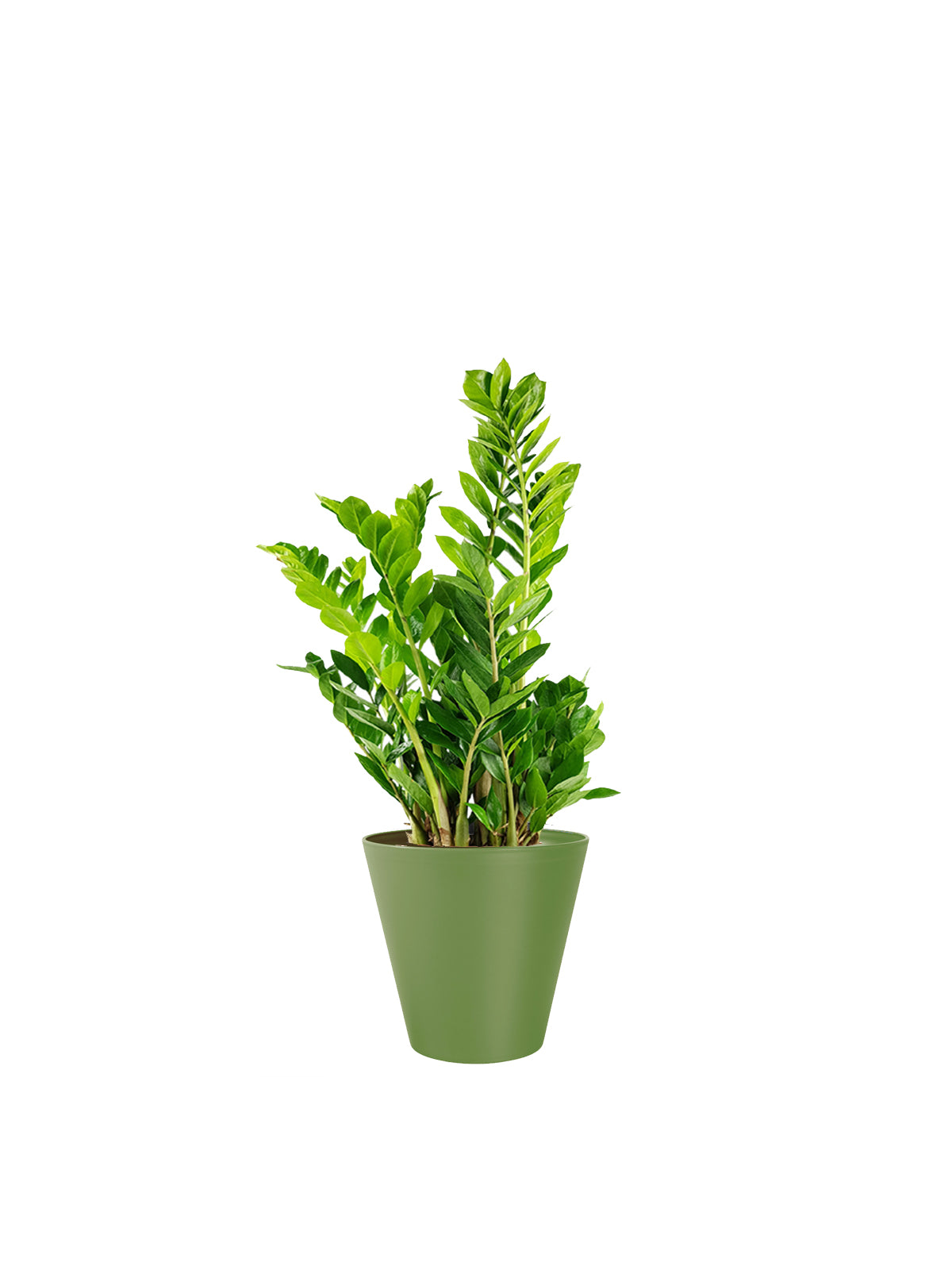Zamia