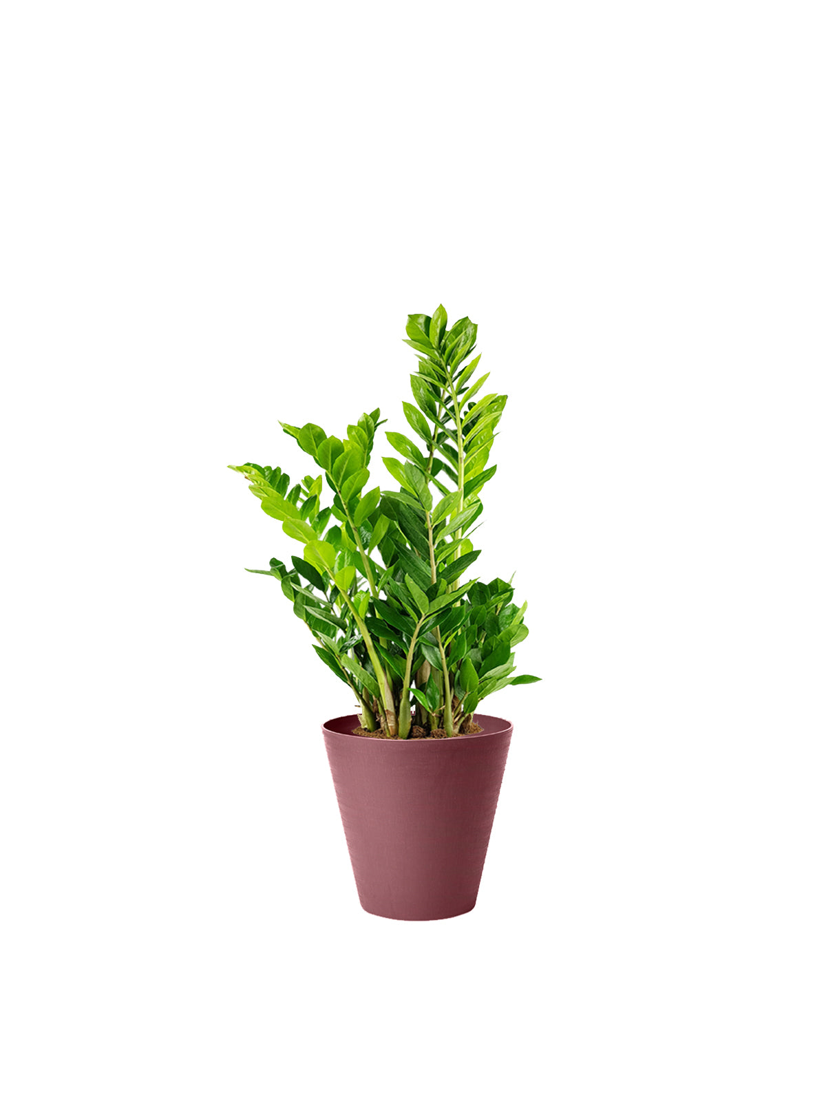 Zamia