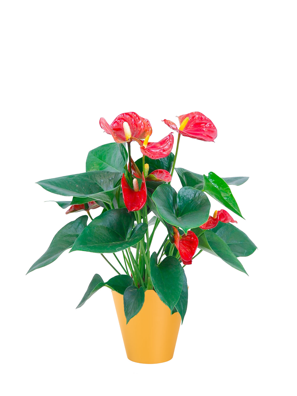 Anthurium grande