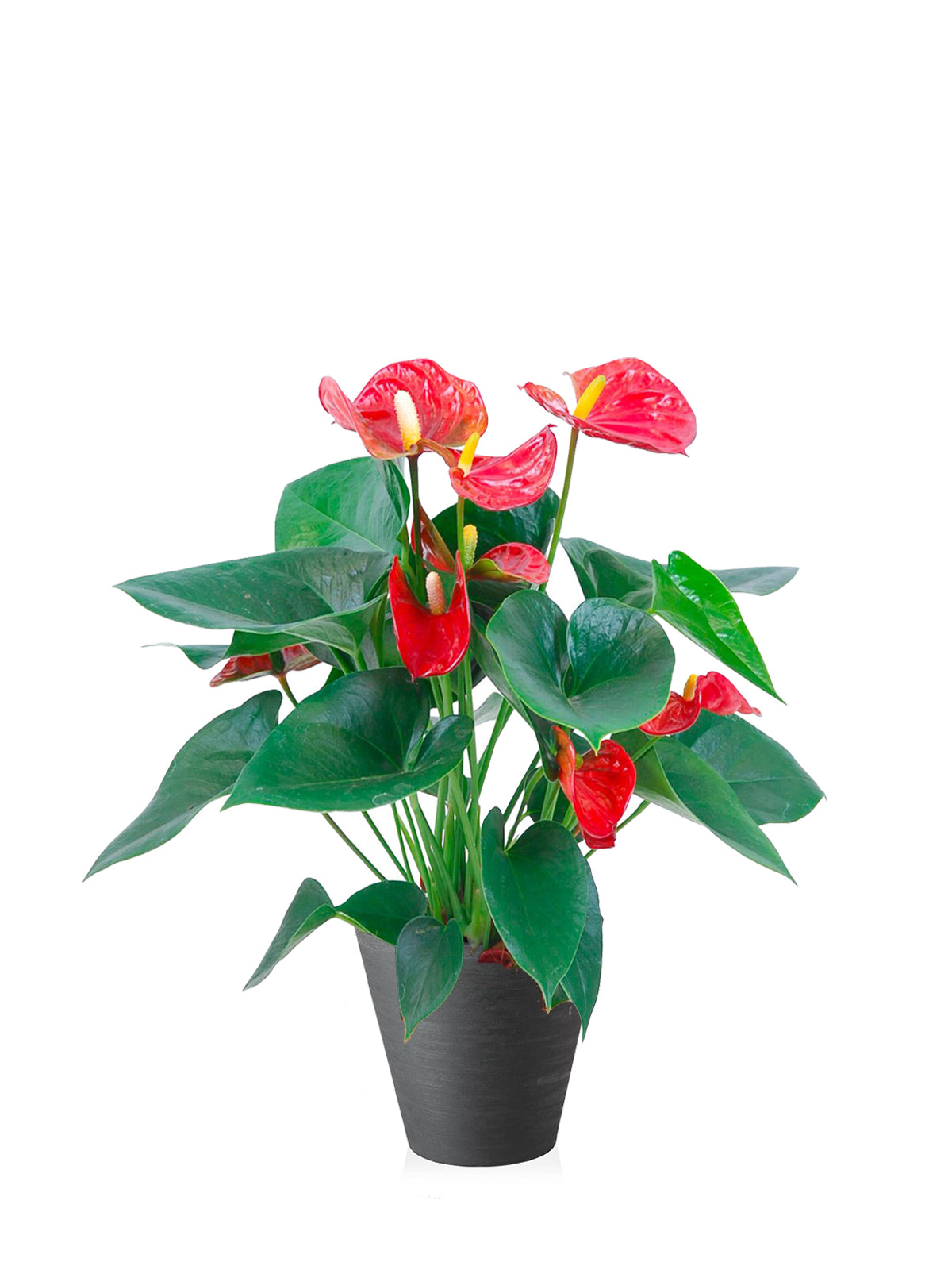 Anthurium grande