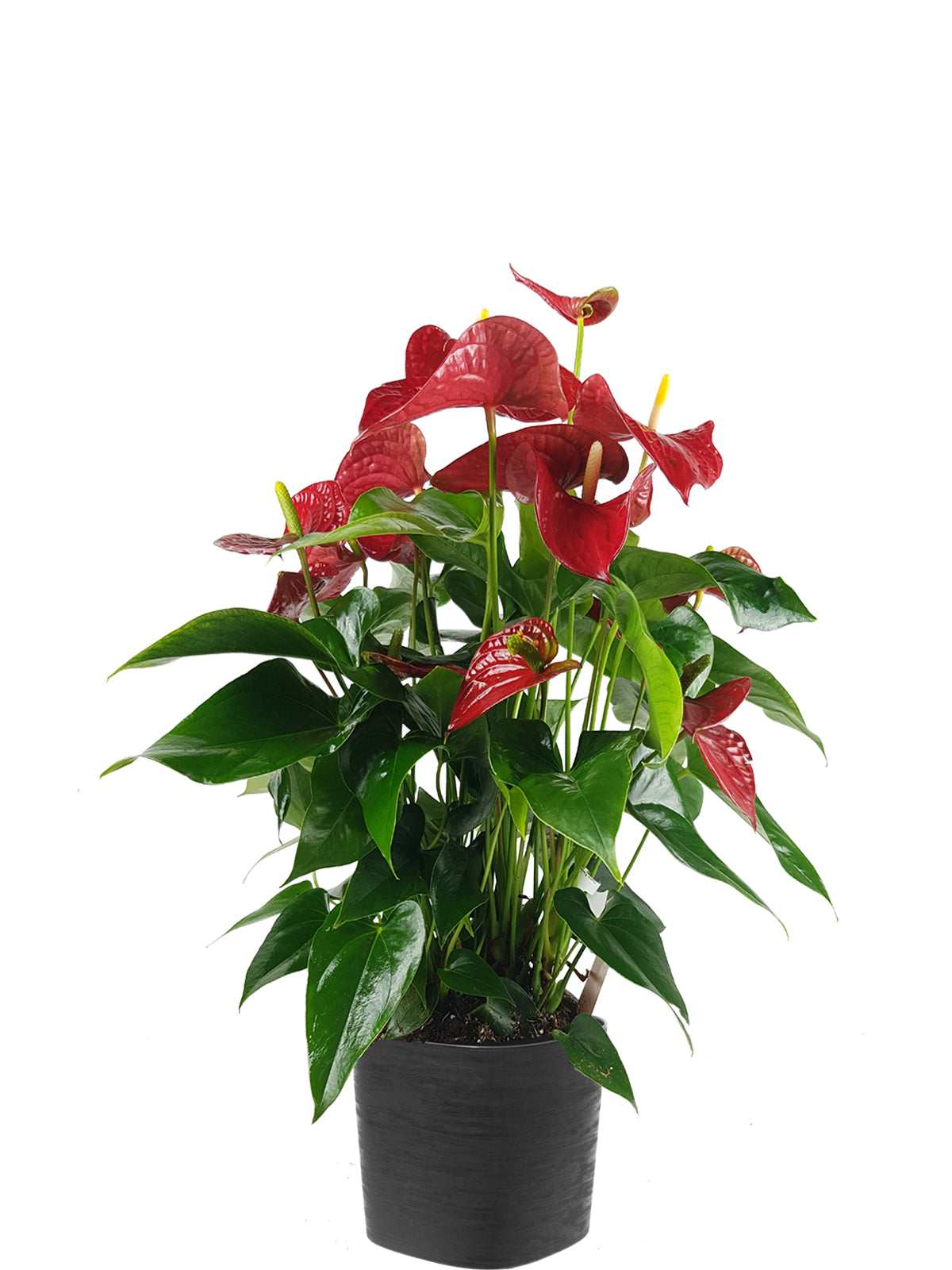 Anthurium extra