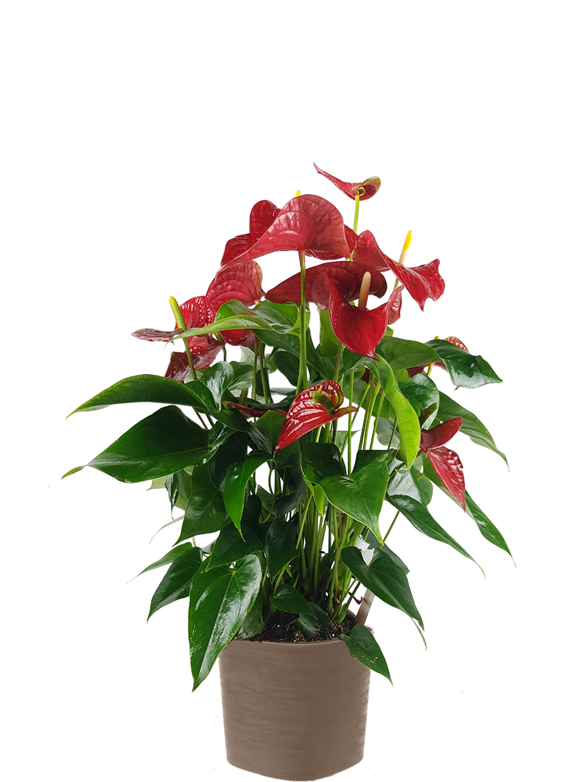 Anthurium extra
