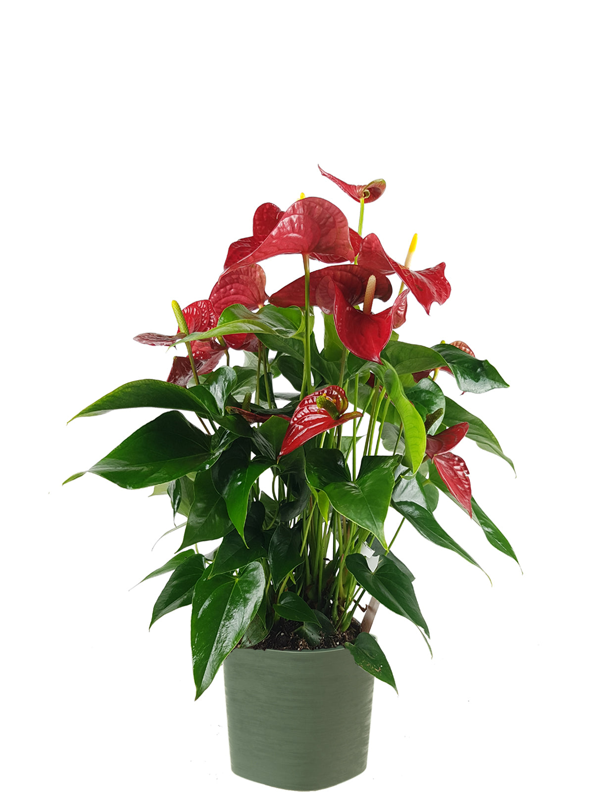Anthurium extra