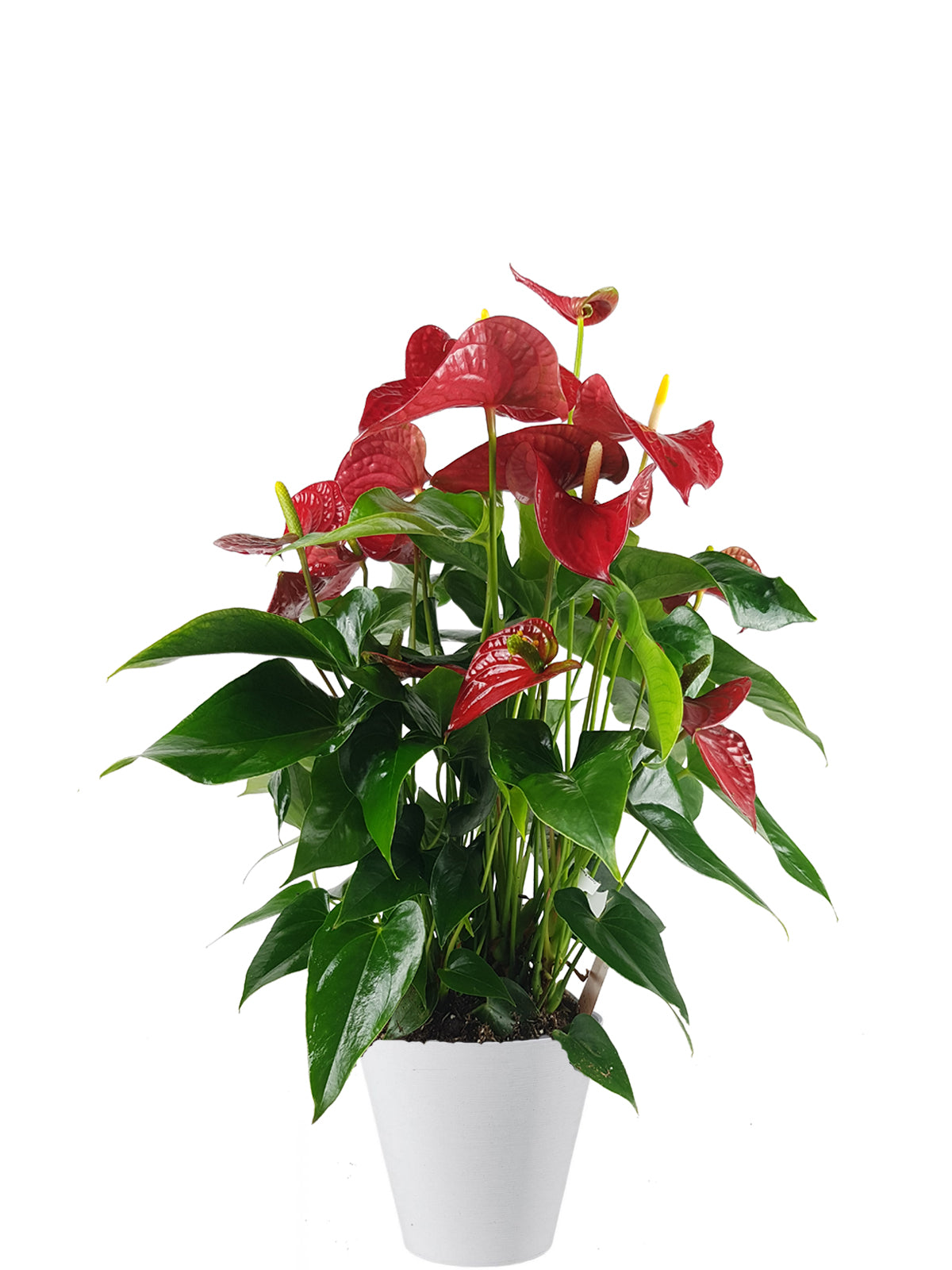 Anthurium extra