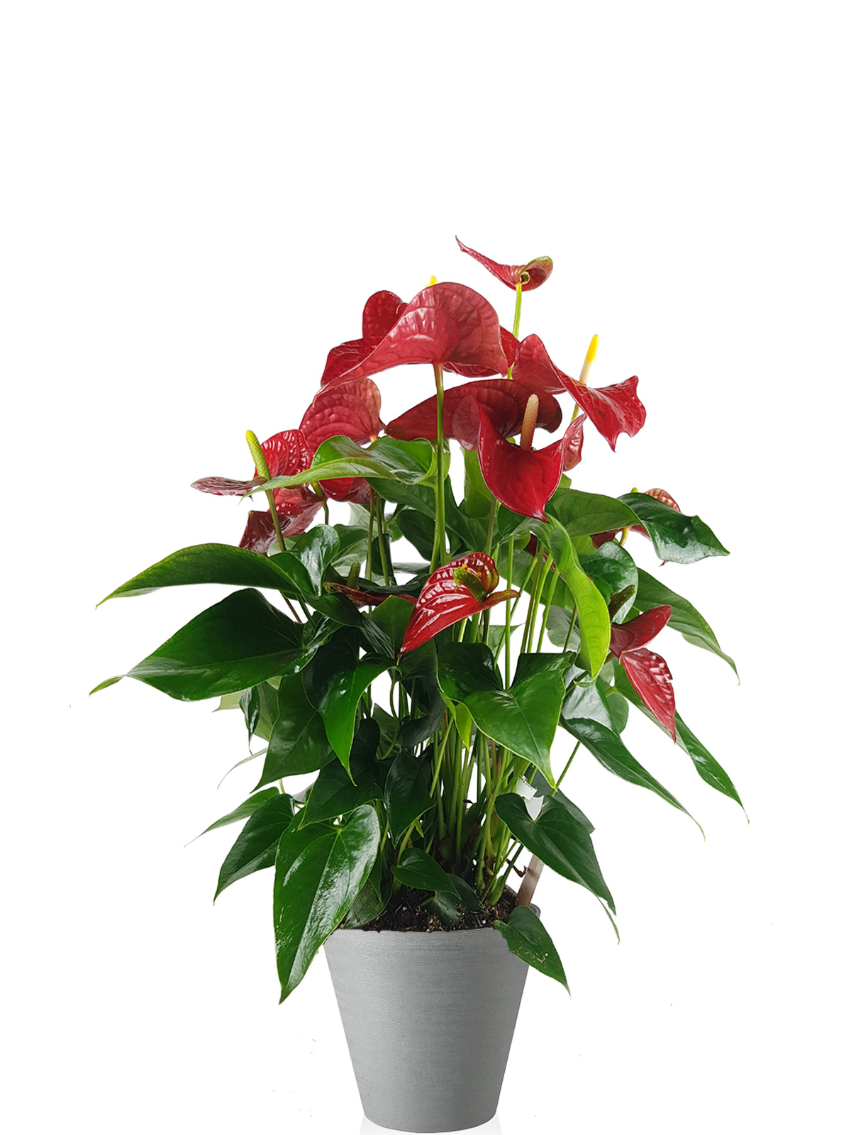 Anthurium extra