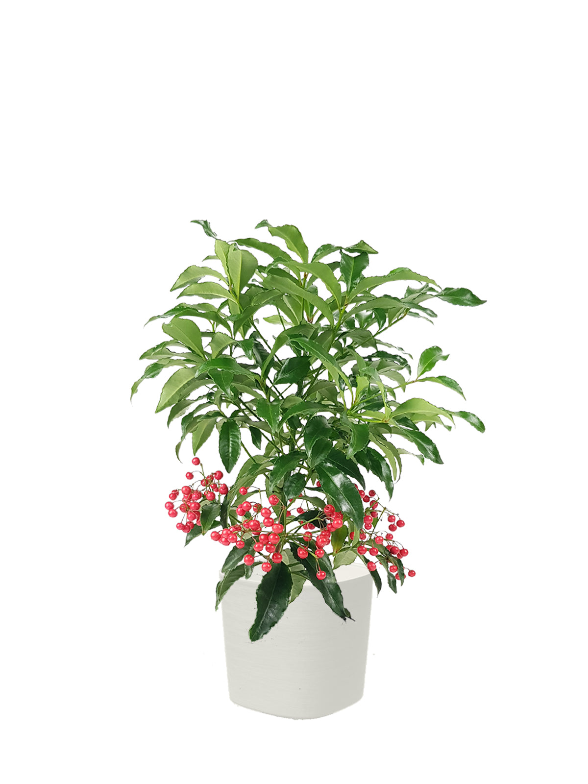 Ardisia grande