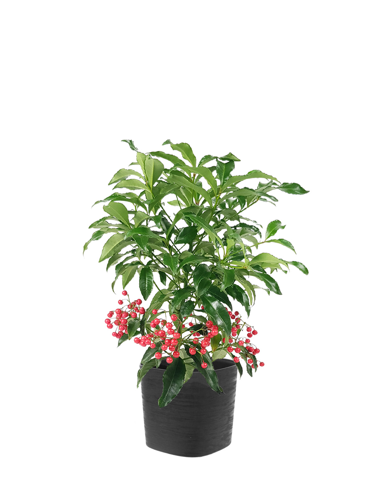 Ardisia grande