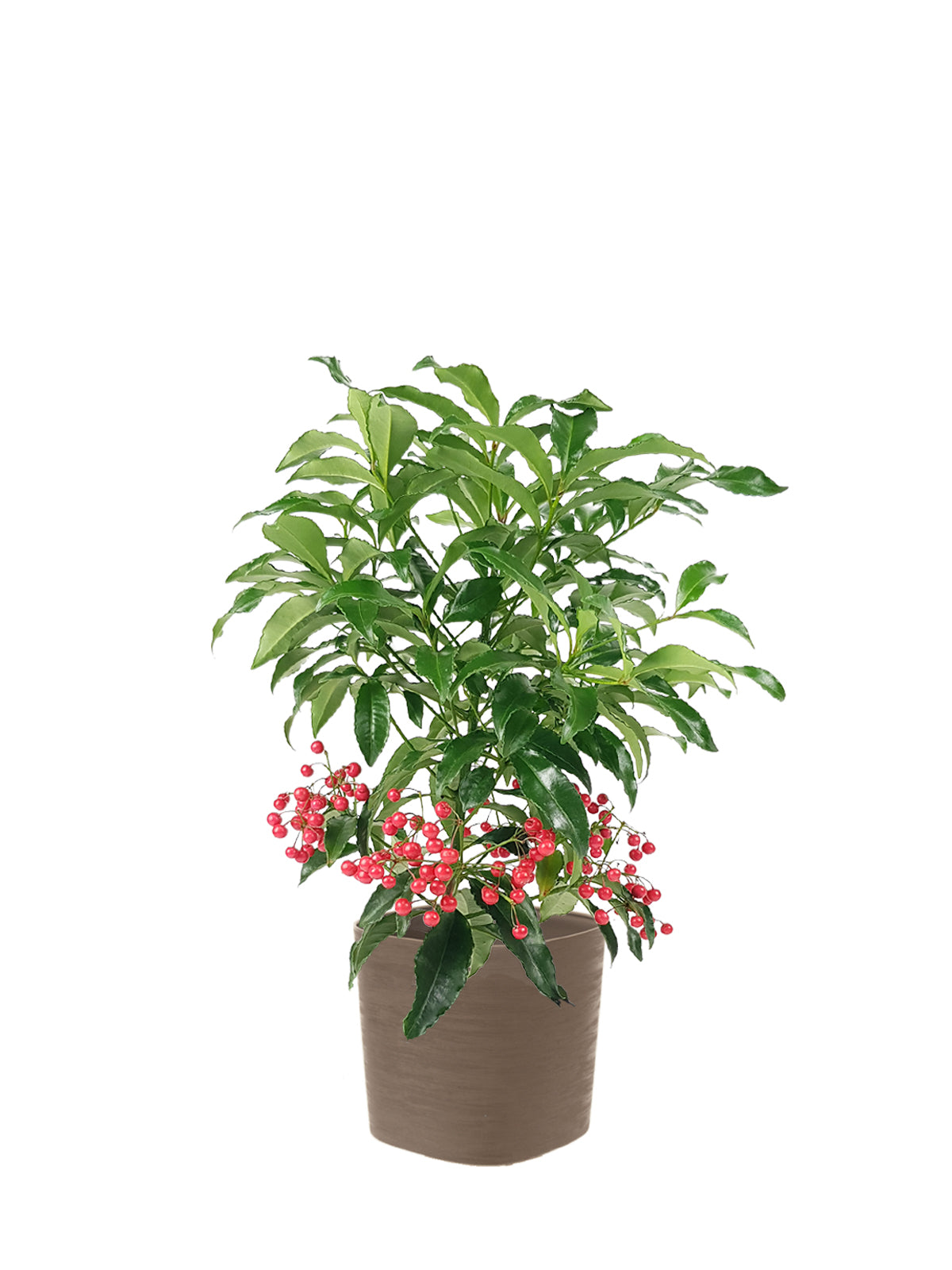 Ardisia grande