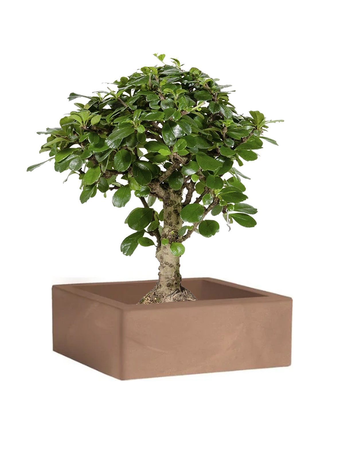 Bonsai Carmona grande