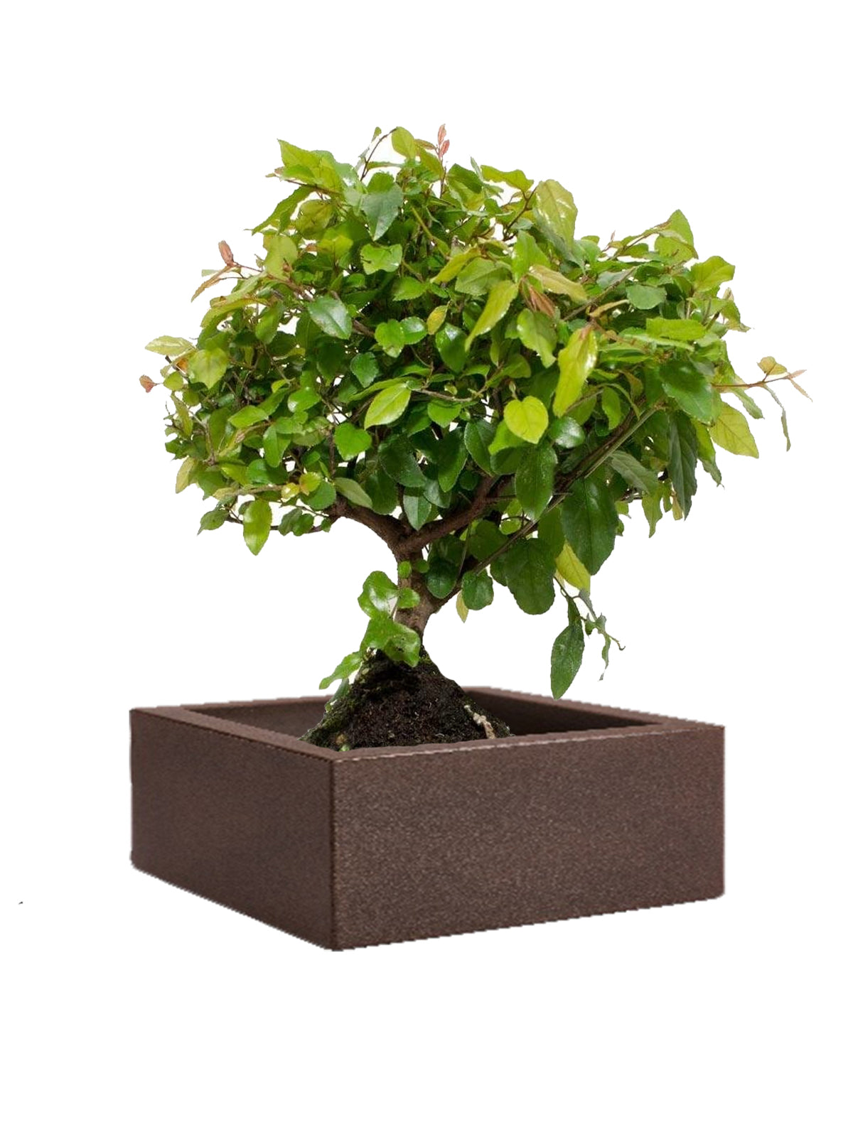 Bonsai Ciliegio grande