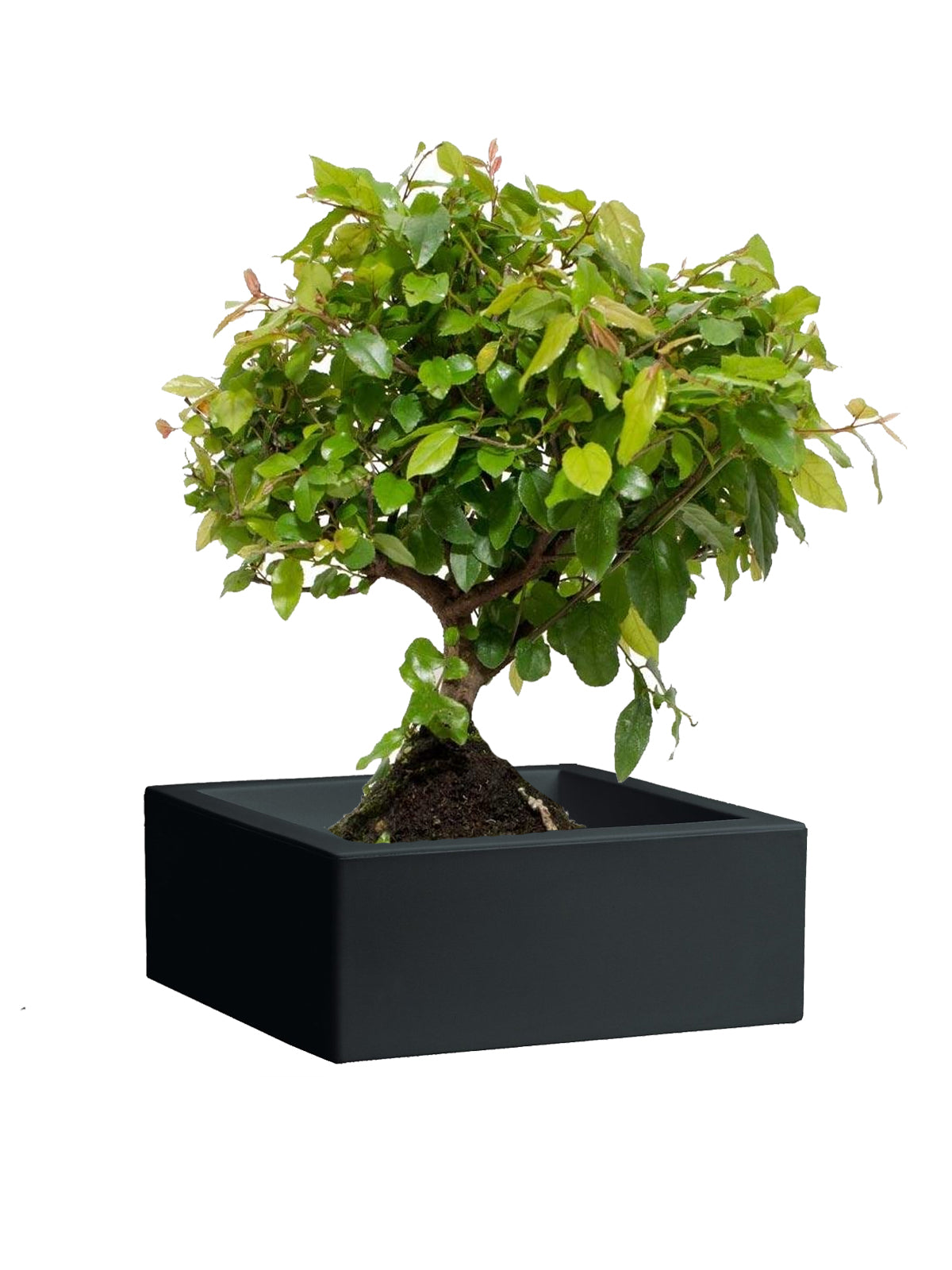Bonsai Ciliegio grande