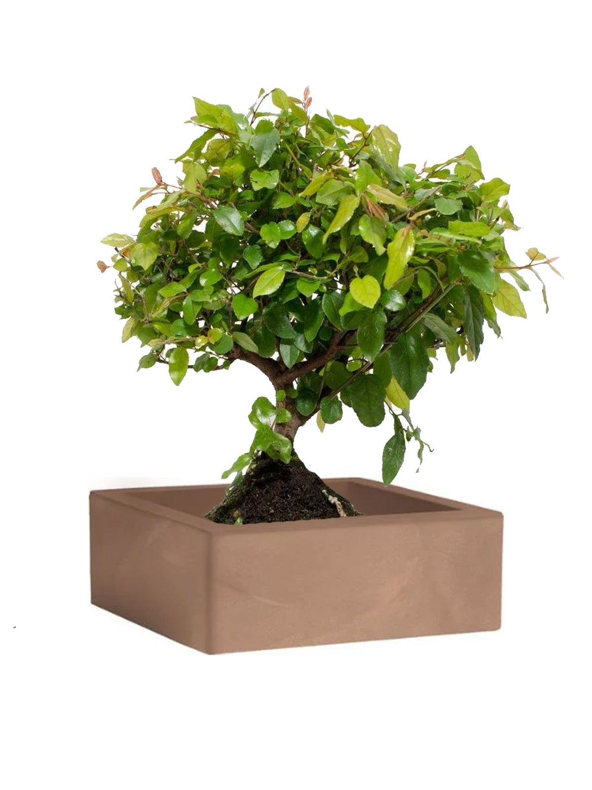 Bonsai Ciliegio grande