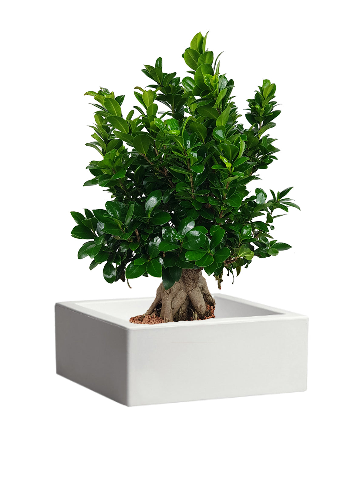 Bonsai Ginseng grande