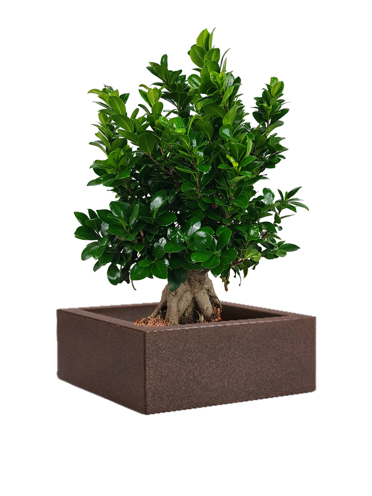 Bonsai Ginseng grande