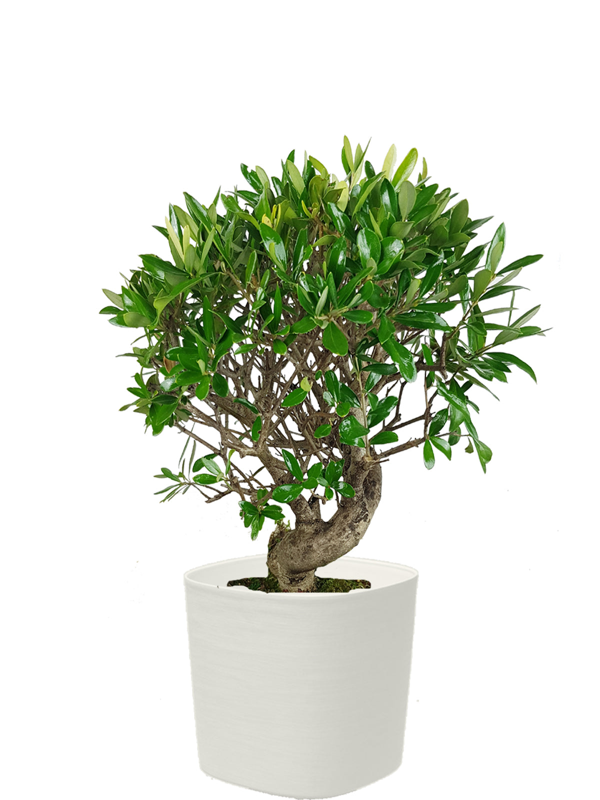 Bonsai Olivo esemplare