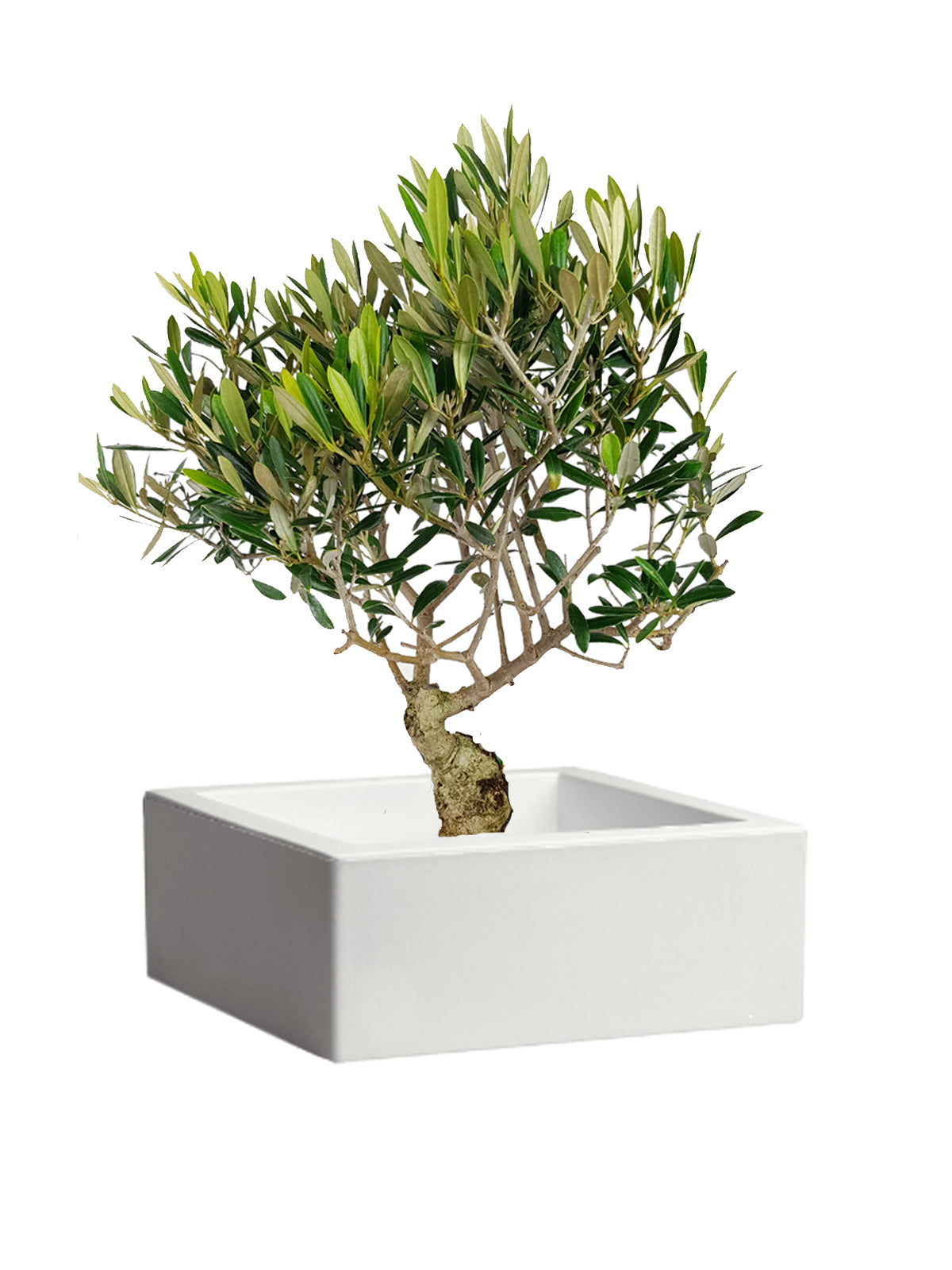 Bonsai Olivo grande